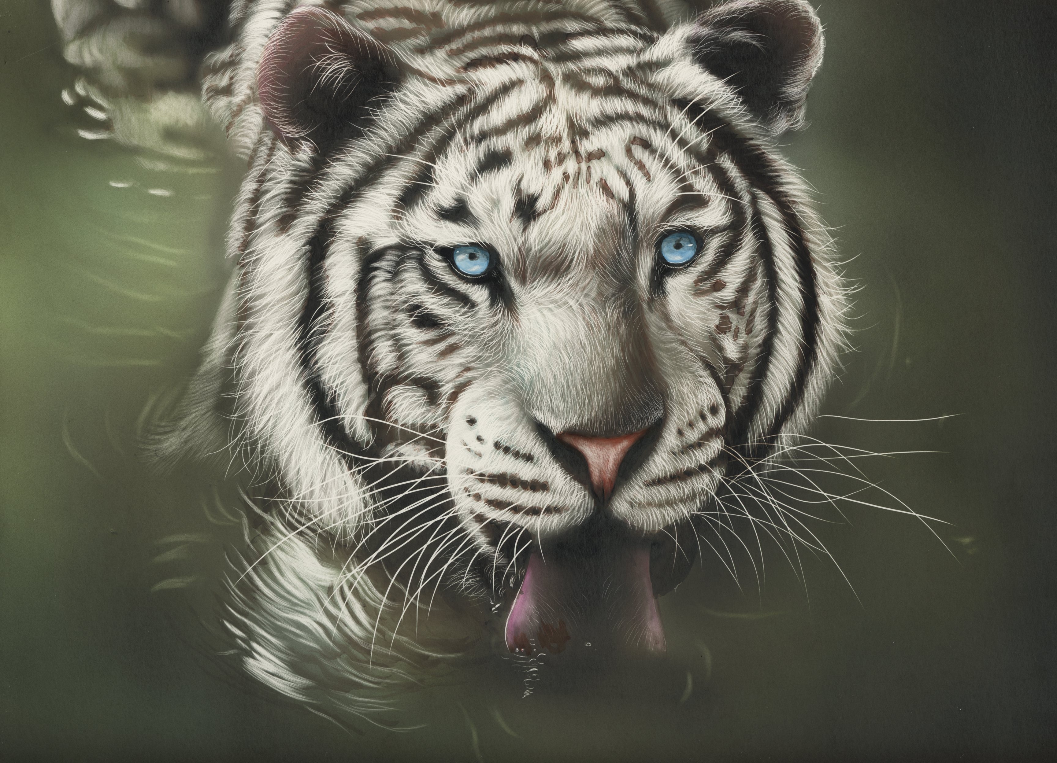 Wallpapers white tiger majestic tongue on the desktop