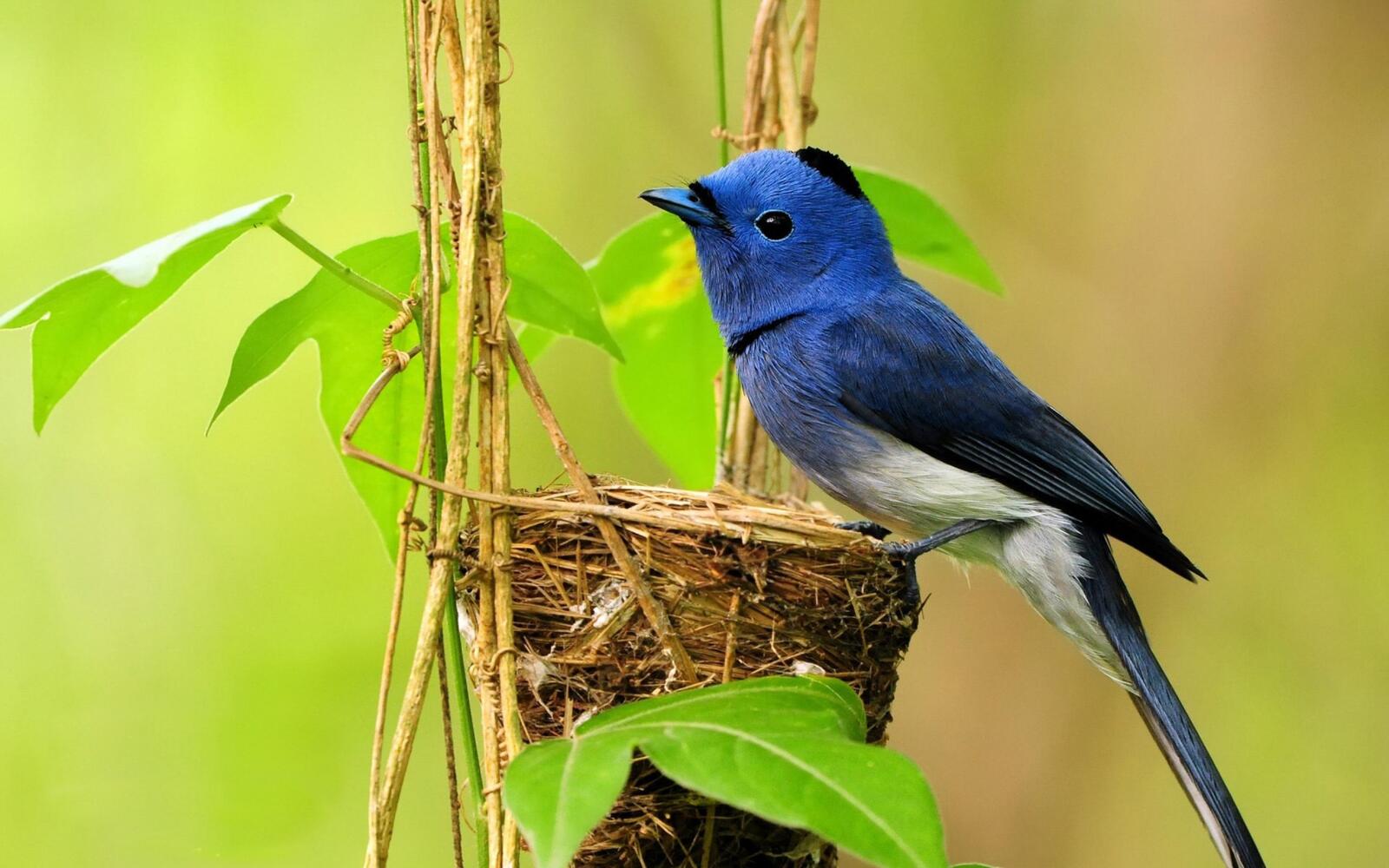 Обои листья обои синяя птица птичка на рабочий стол