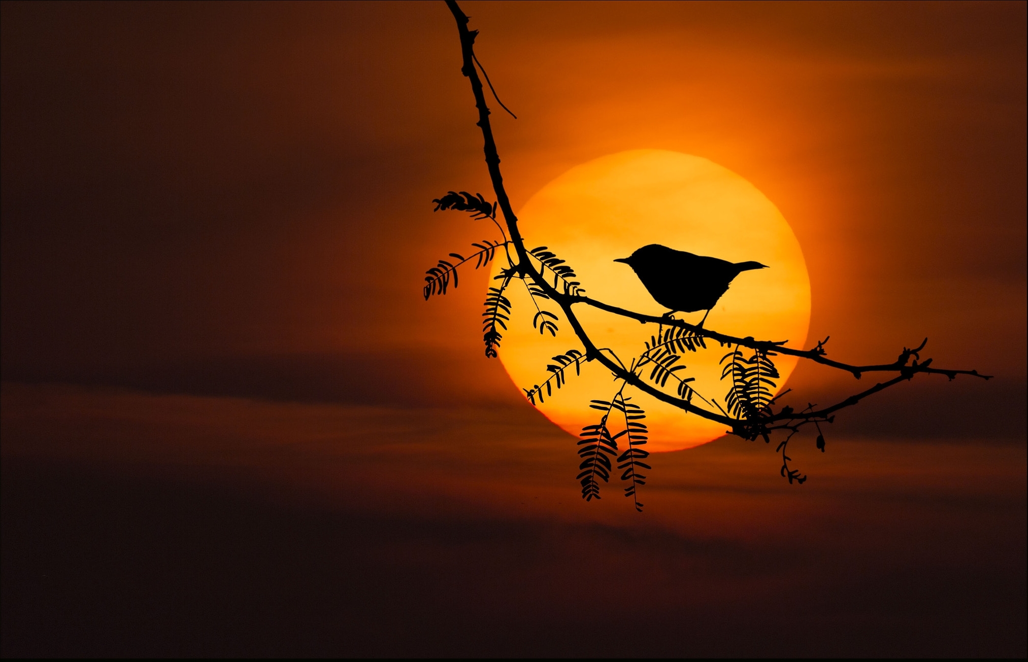 Песня солнце смеялось птички. Соловей на закате. Птицы поют на рассвете. Соловей на фоне солнца. Гнездо соловья на закате.