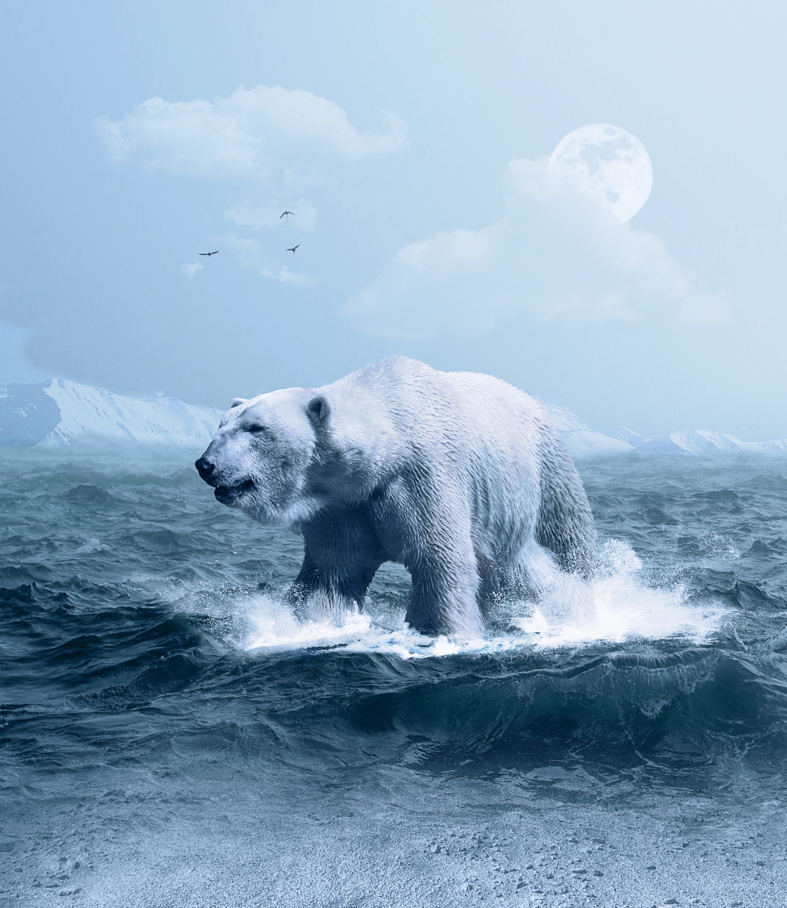 Фото бесплатно фотошоп, обои белый медведь, компьютерная графика