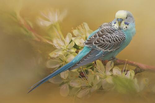 Волнистый попугай на цветущей ветке · бесплатное фото