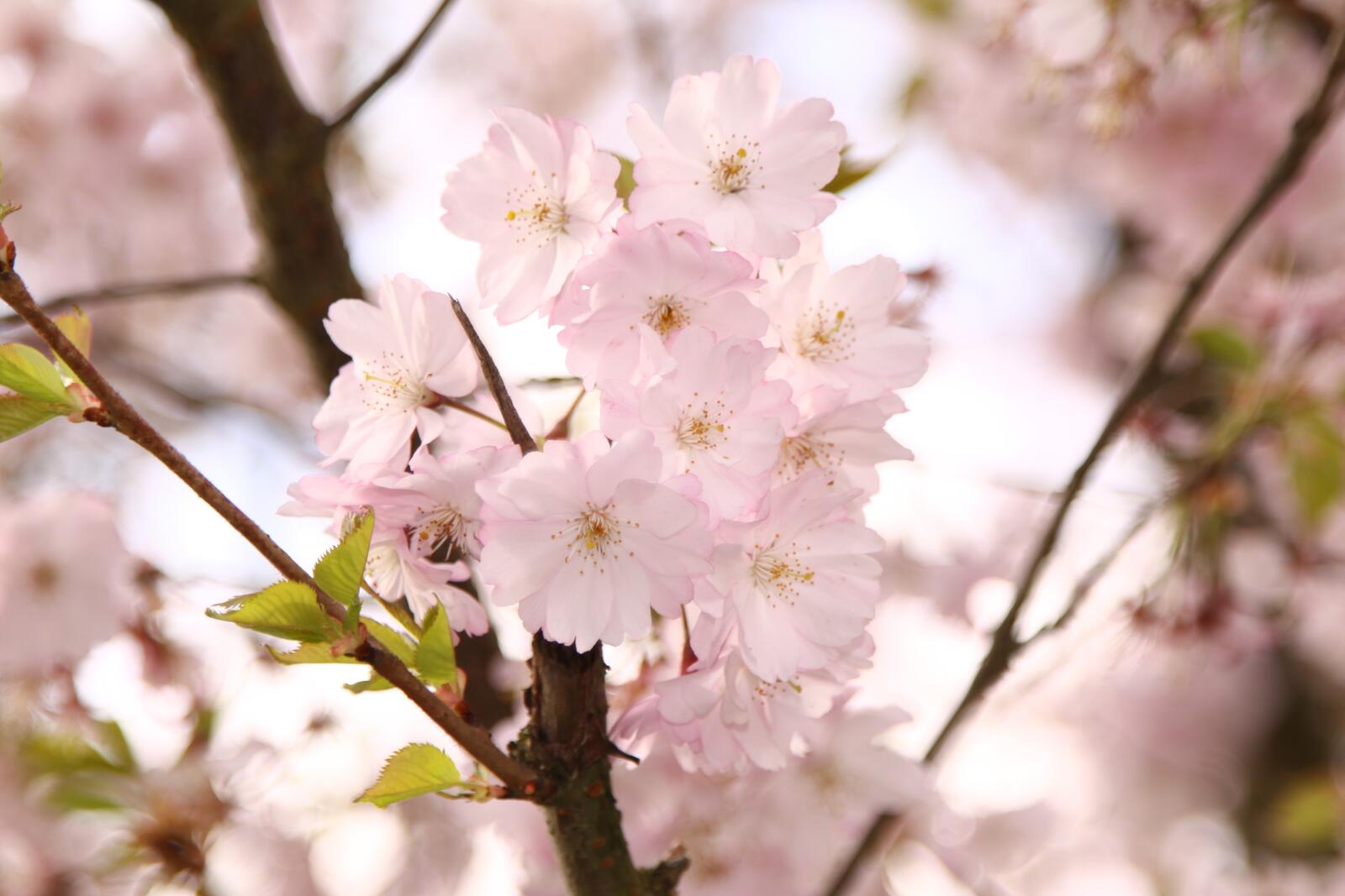 Wallpapers flower cherry blossom ornamental cherry on the desktop