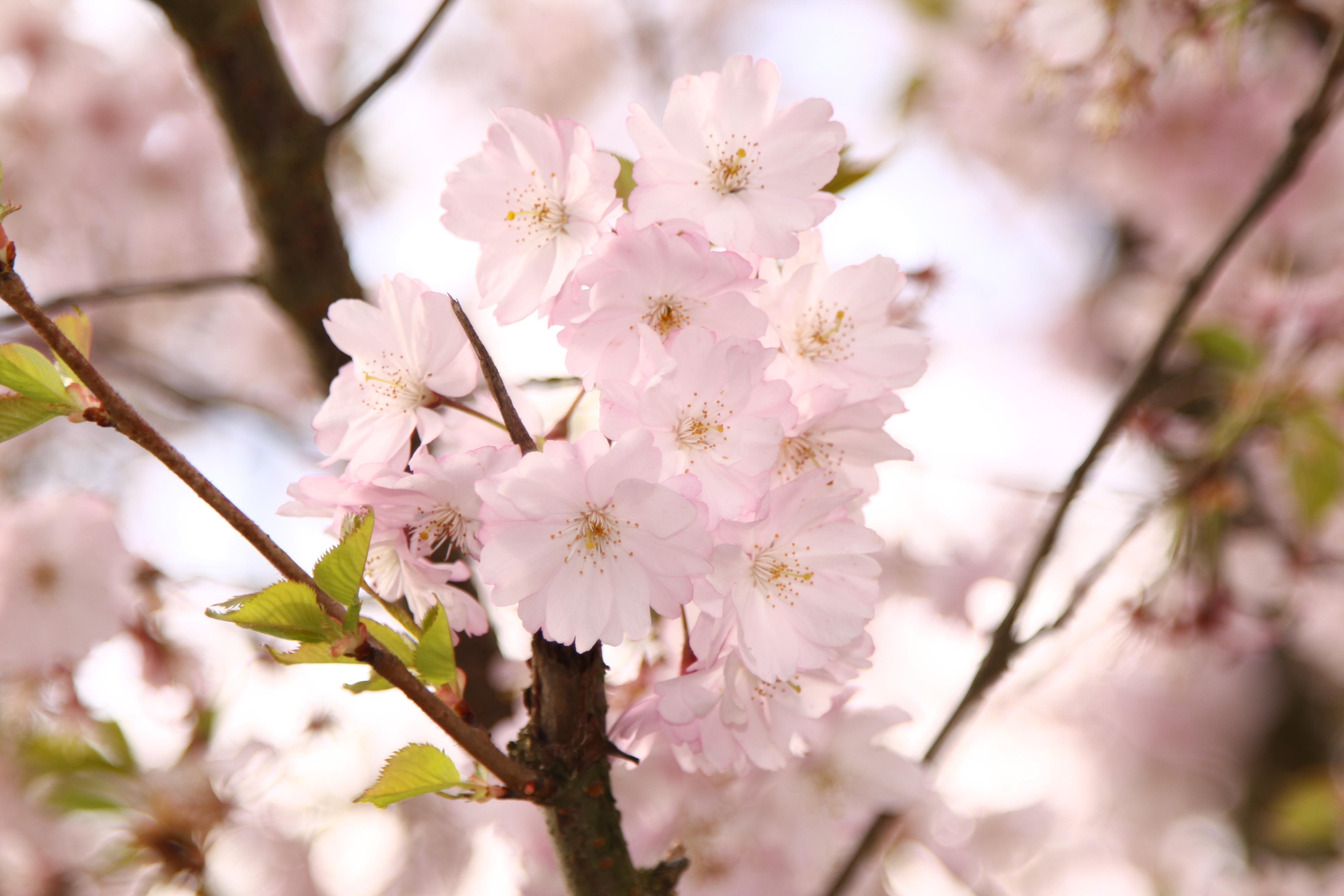 Фото бесплатно цветок, вишни, декоративная вишня