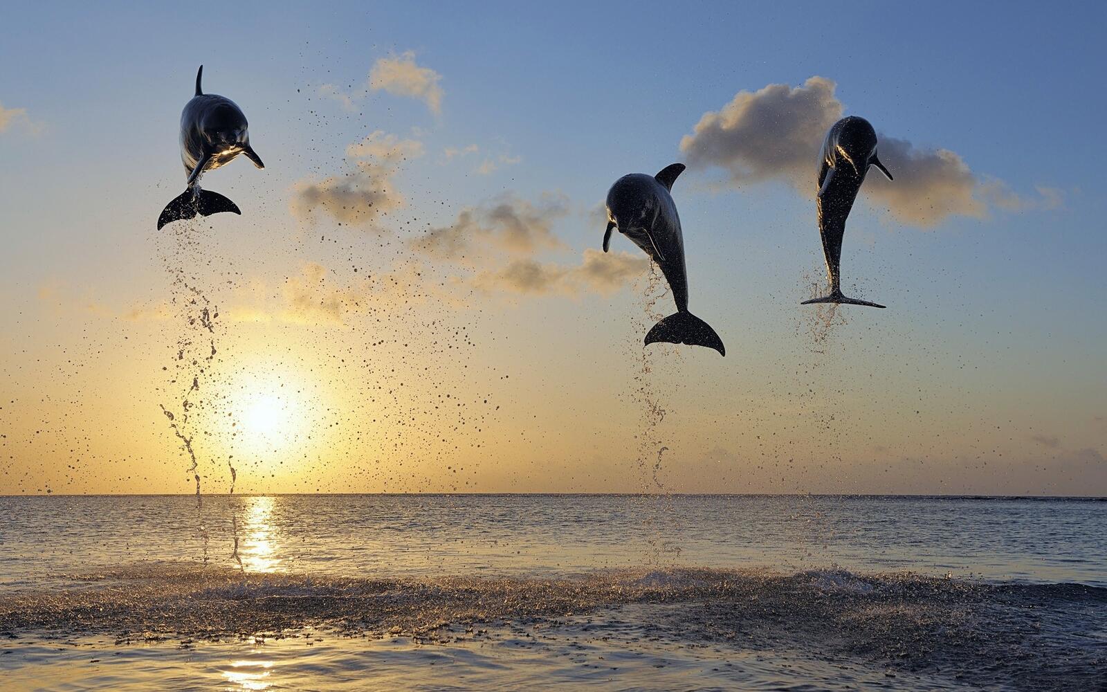 Wallpapers dolphins jumping evening on the desktop