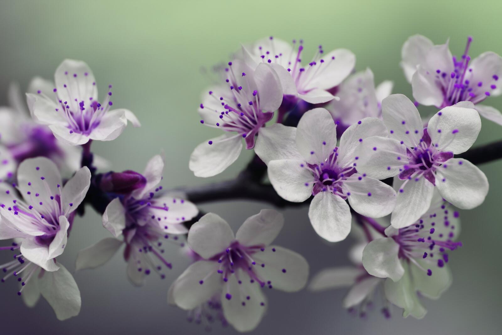 Wallpapers violet branch flower on the desktop