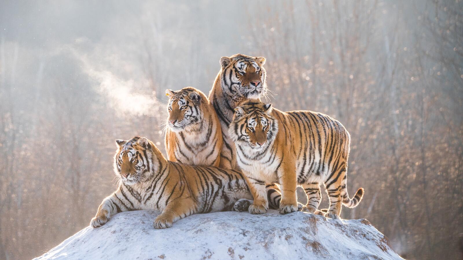 Free photo Four Bengal tiger