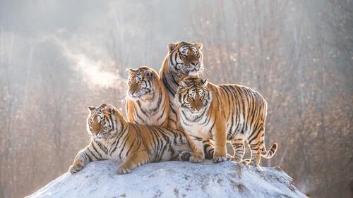Four Bengal tiger