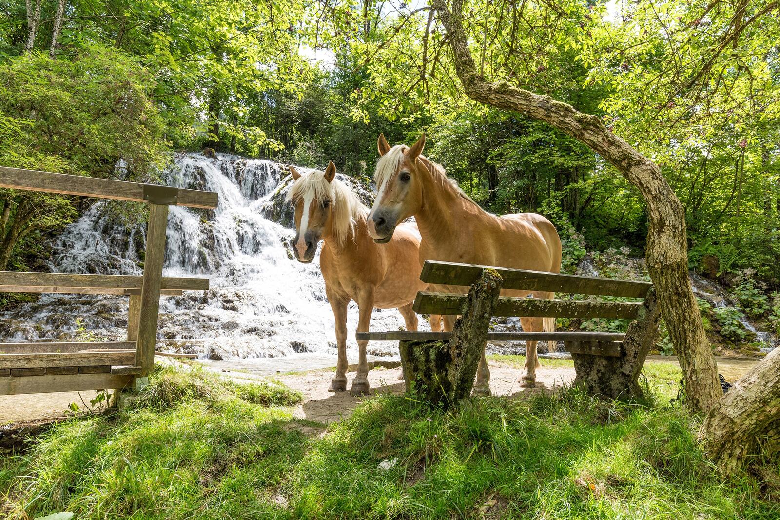 Wallpapers horses bench waterfall on the desktop