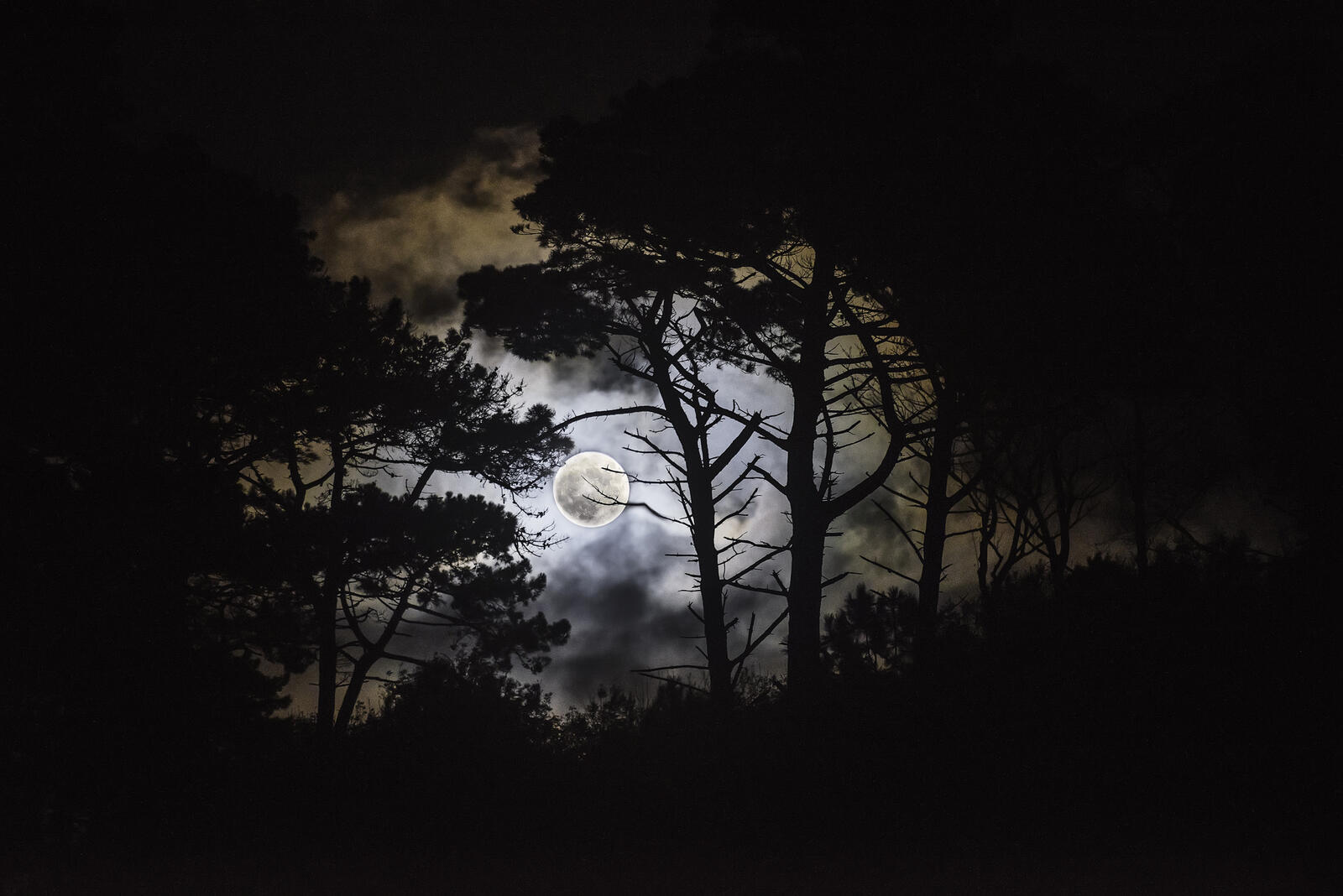 Wallpapers night night forest trees on the desktop