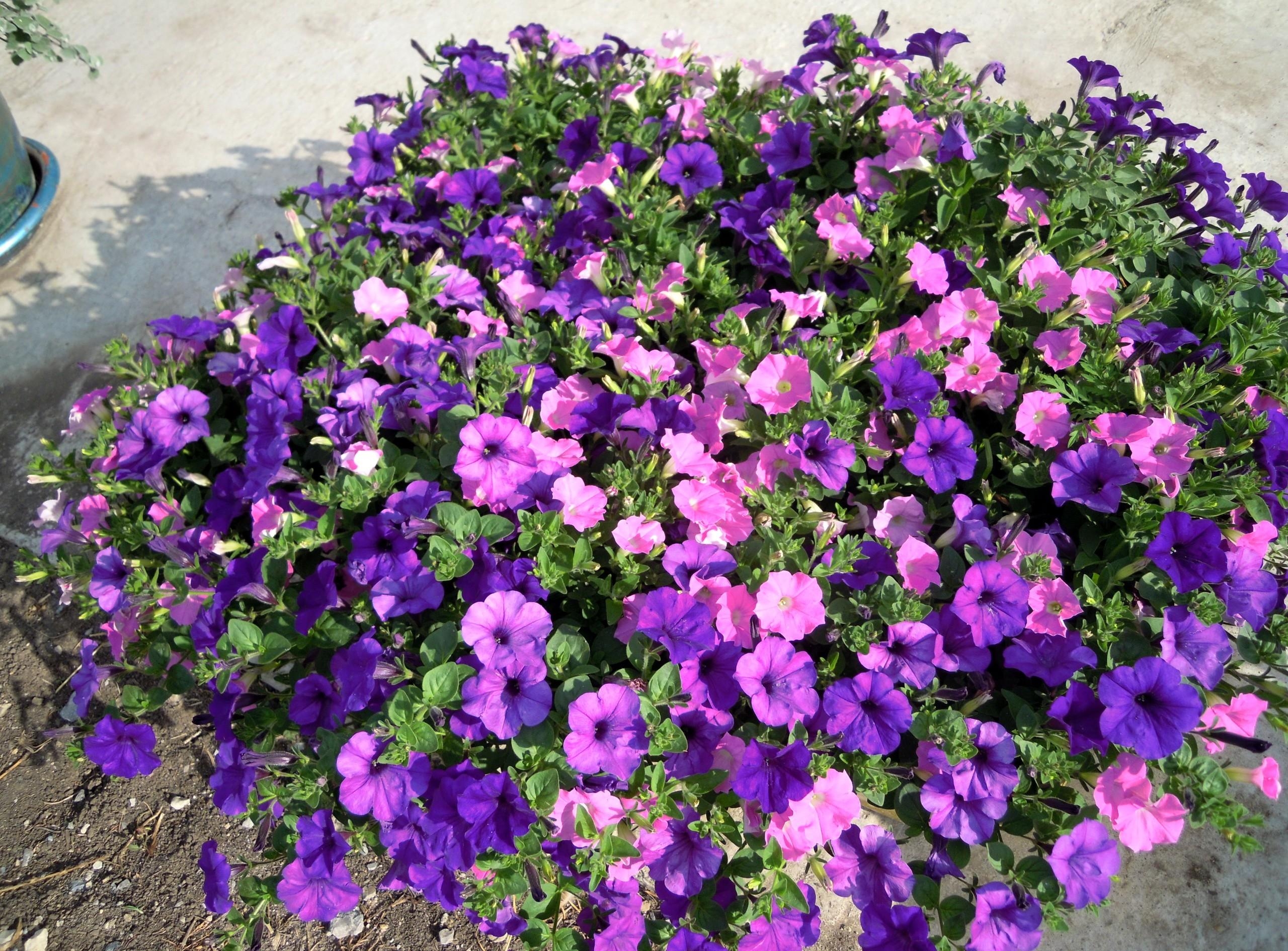 Маленькие фиолетовые цветы фиолетовой петунии