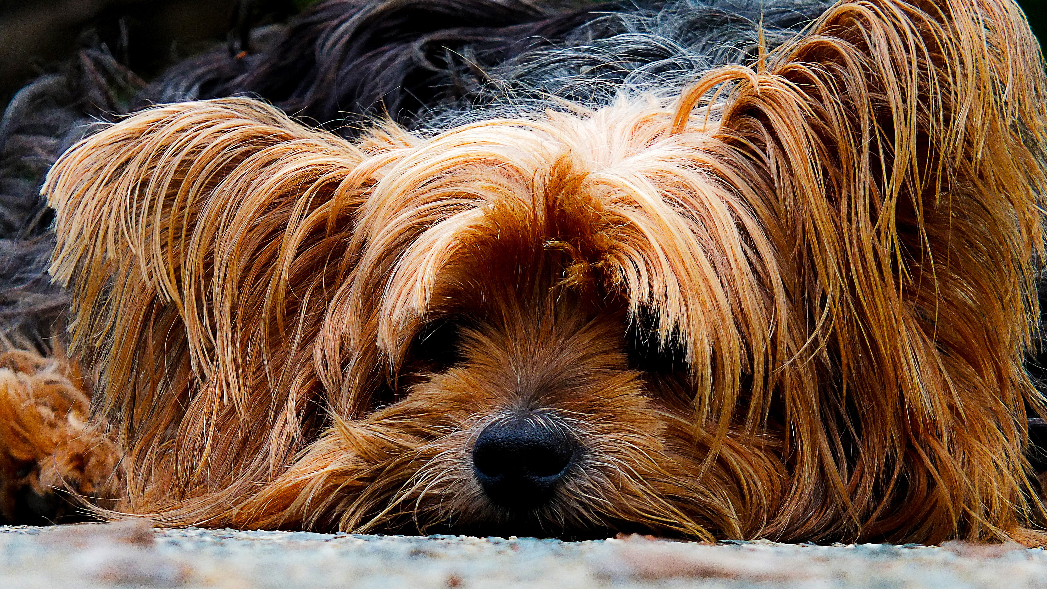 Фото бесплатно щенок, собака, портрет