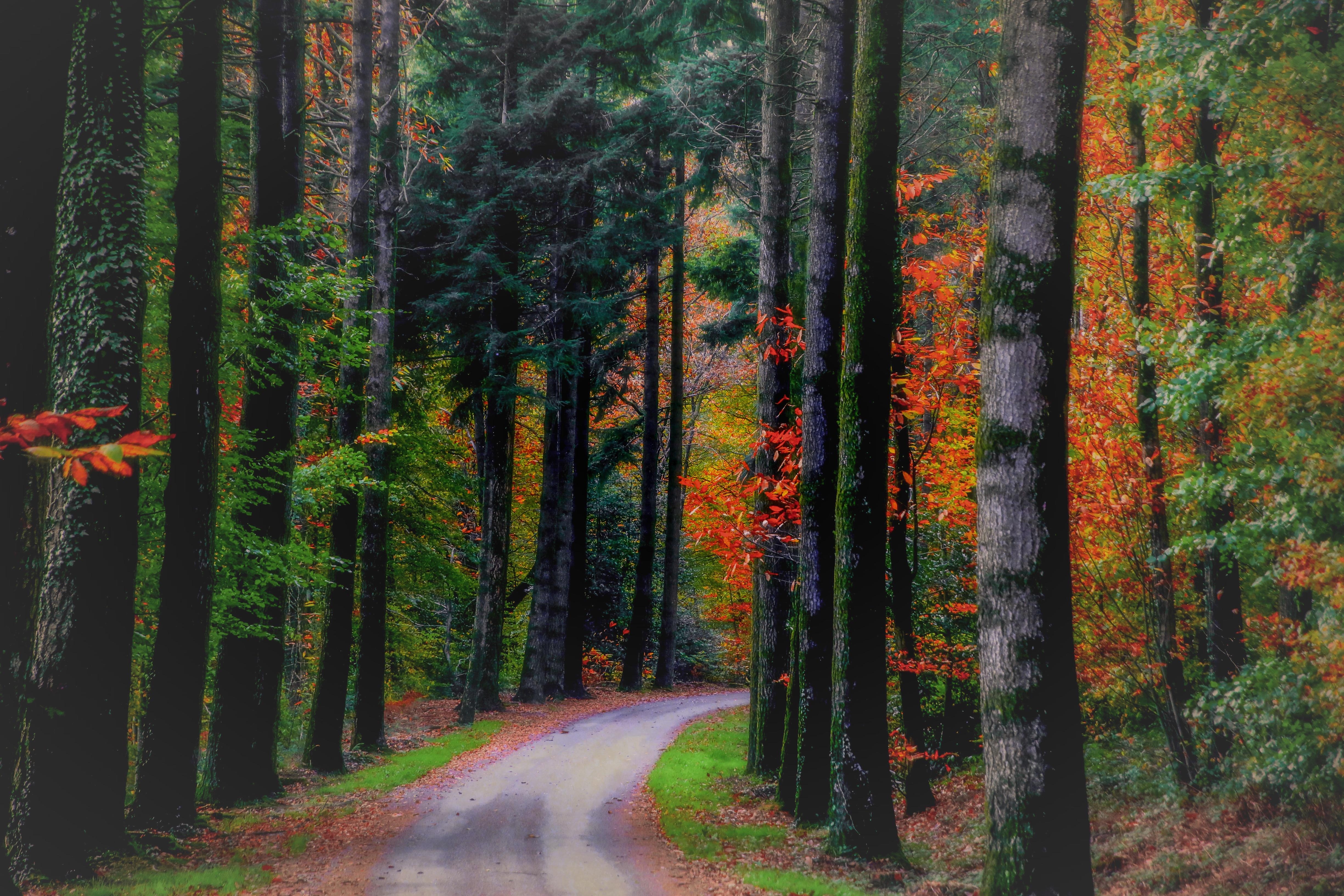 Фото бесплатно обои осень, осень, лес