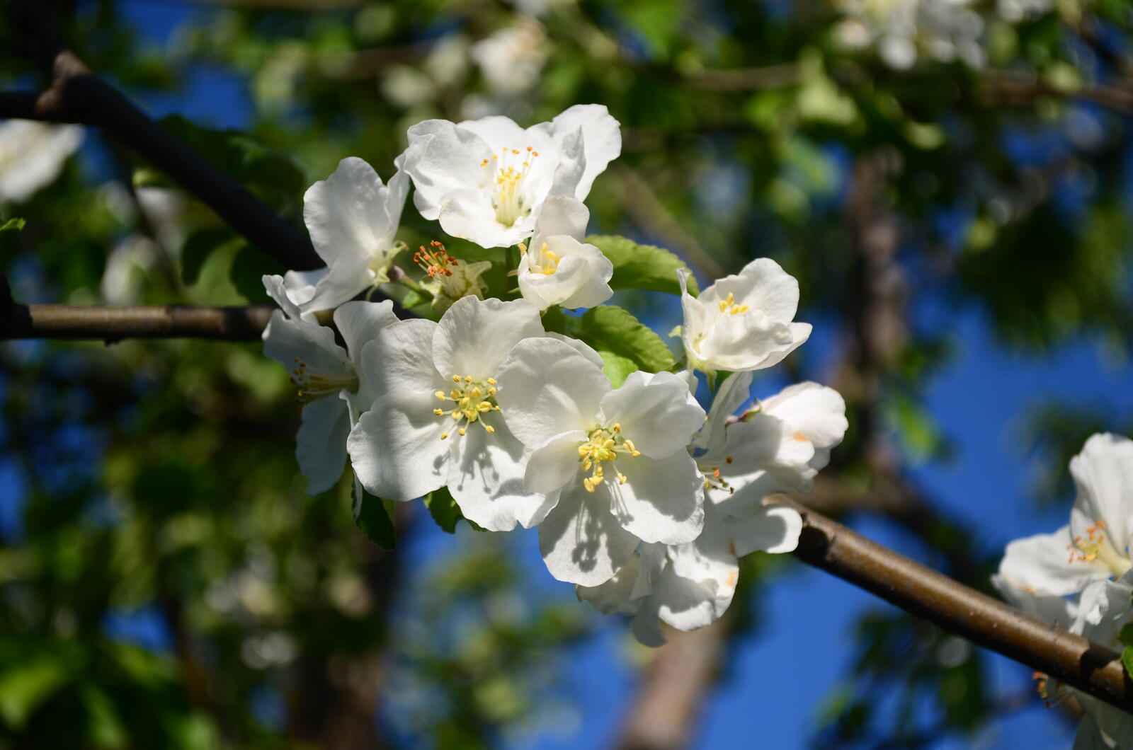 Free photo Apple tree in bloom