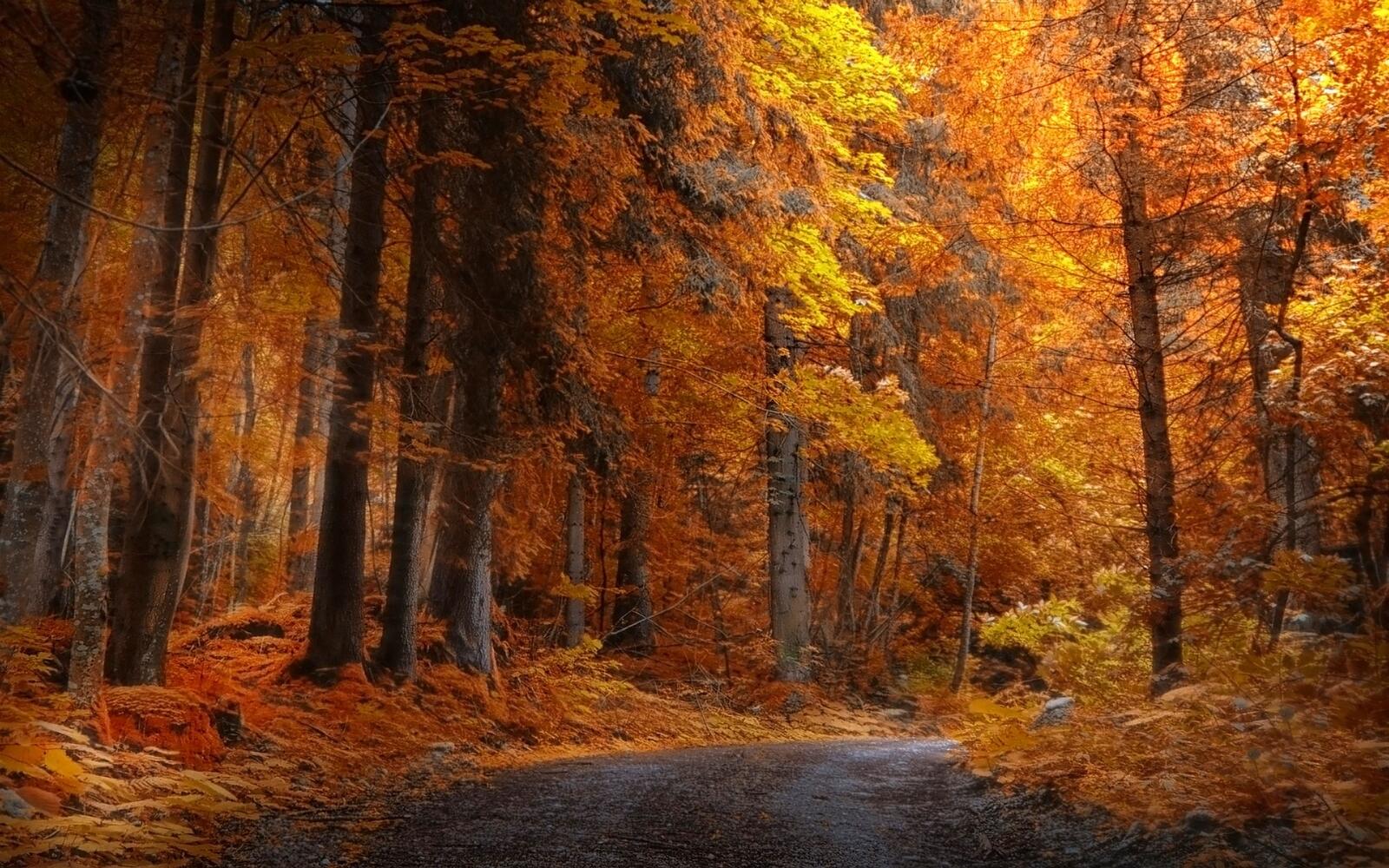 Wallpapers daylight fall forest on the desktop