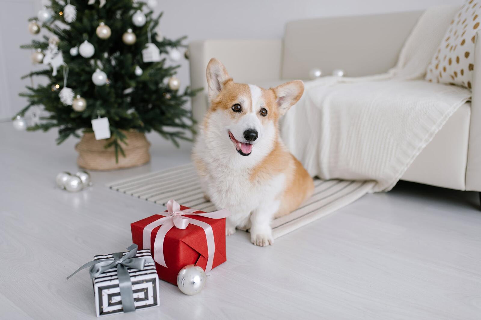 免费照片小圣诞树旁有一只小狗。