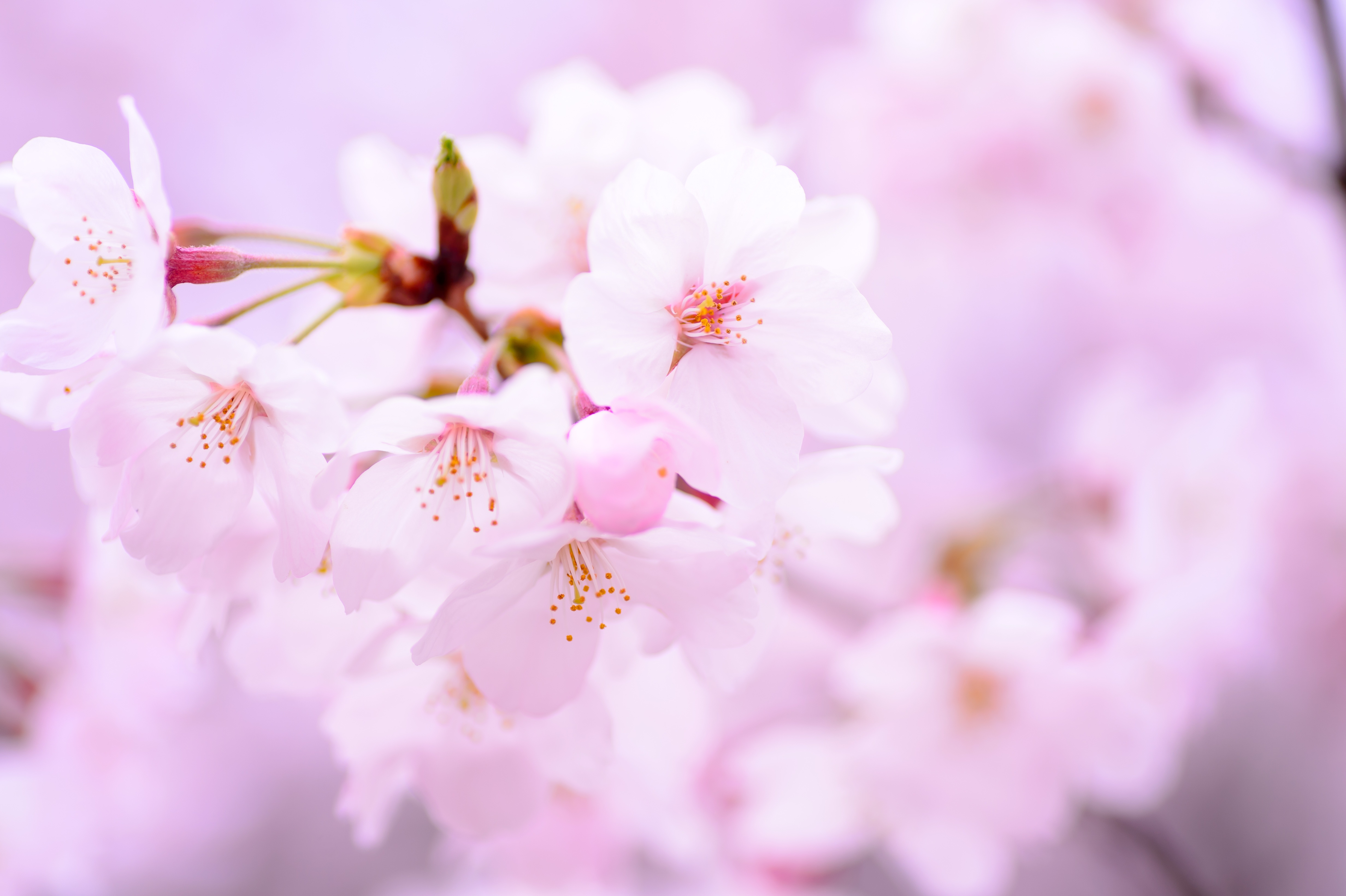 Бесплатное фото Японские цветы