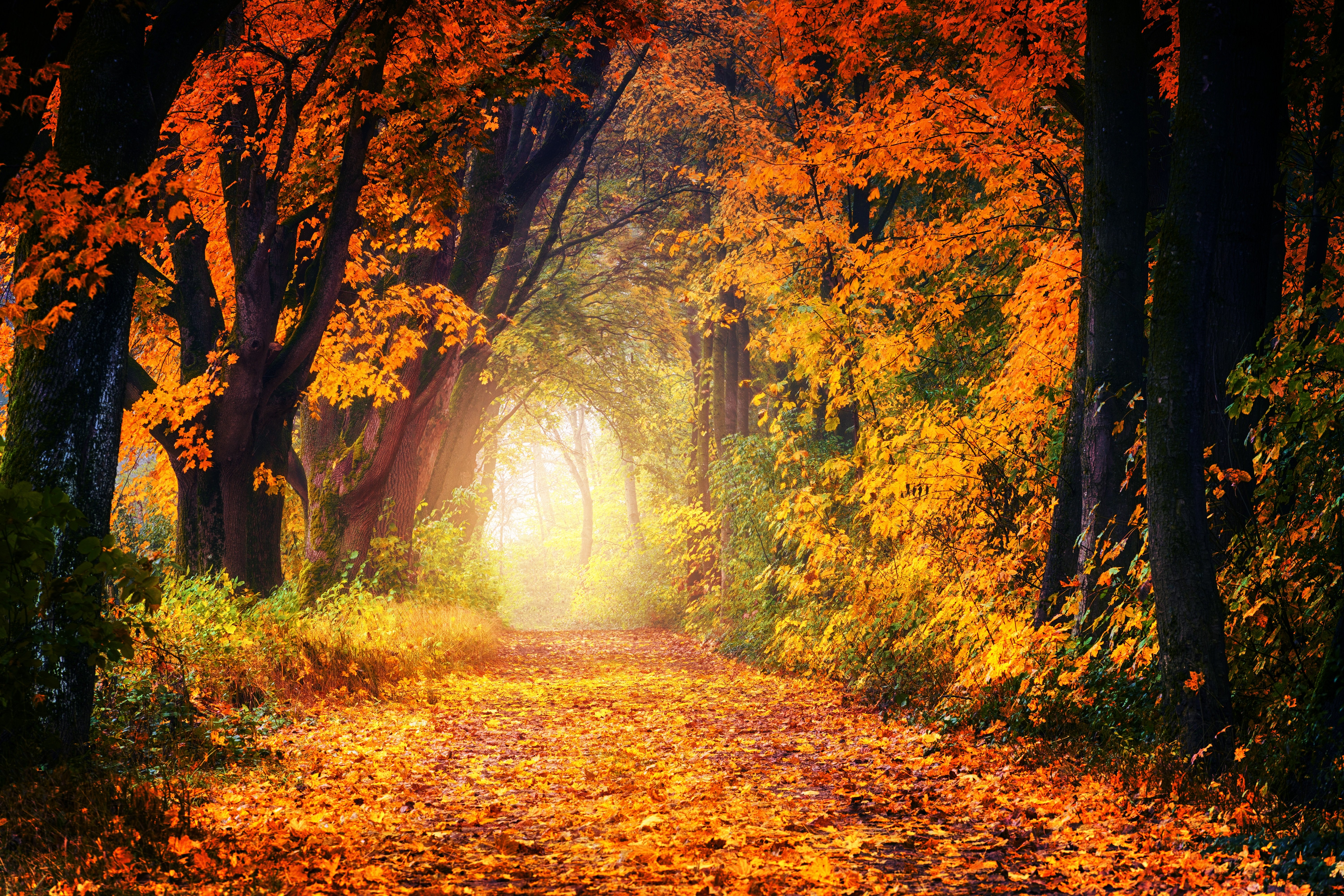 Wallpapers autumn gold autumn leaves forest on the desktop