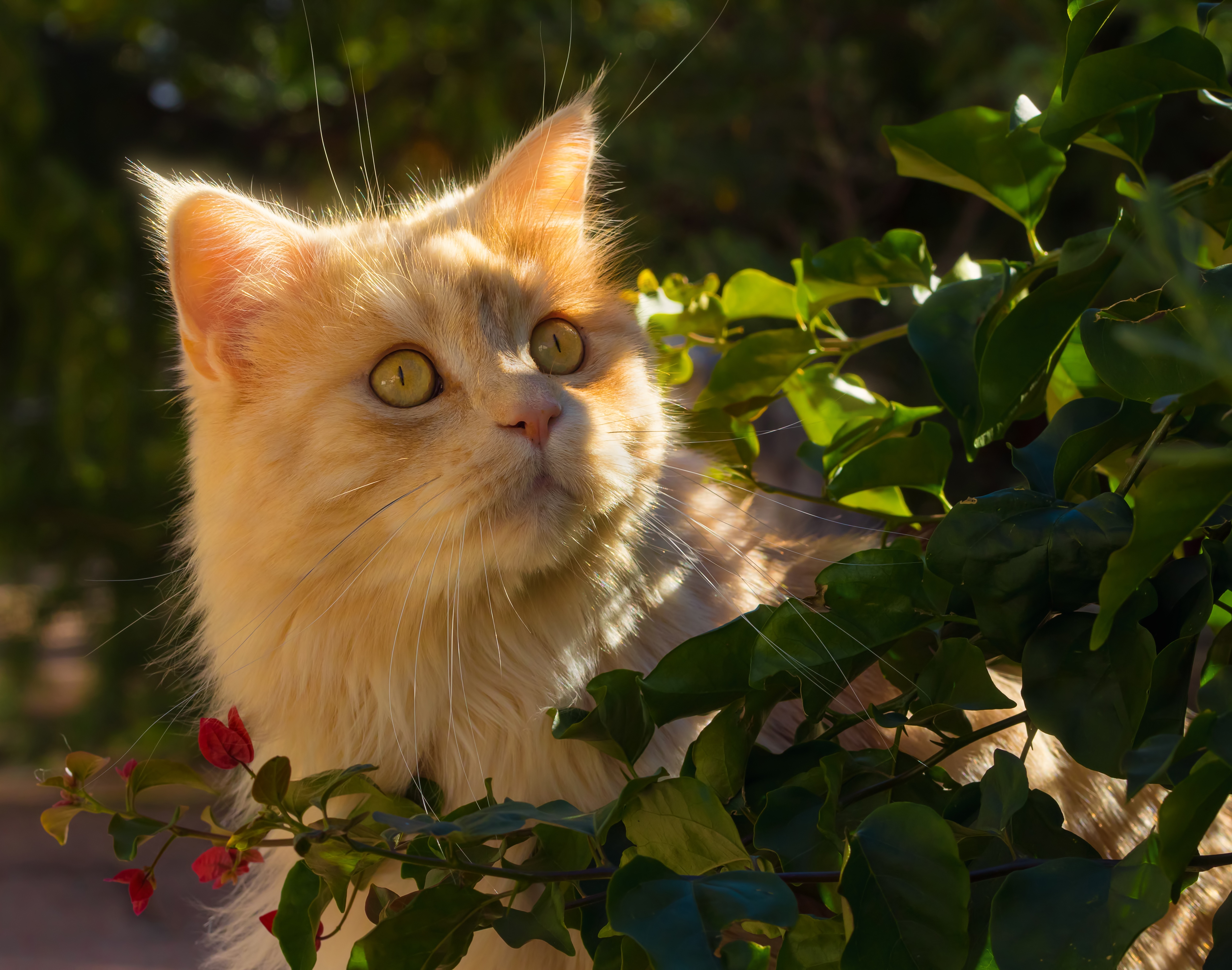 Фото бесплатно обои кошка, просмотреть, листья