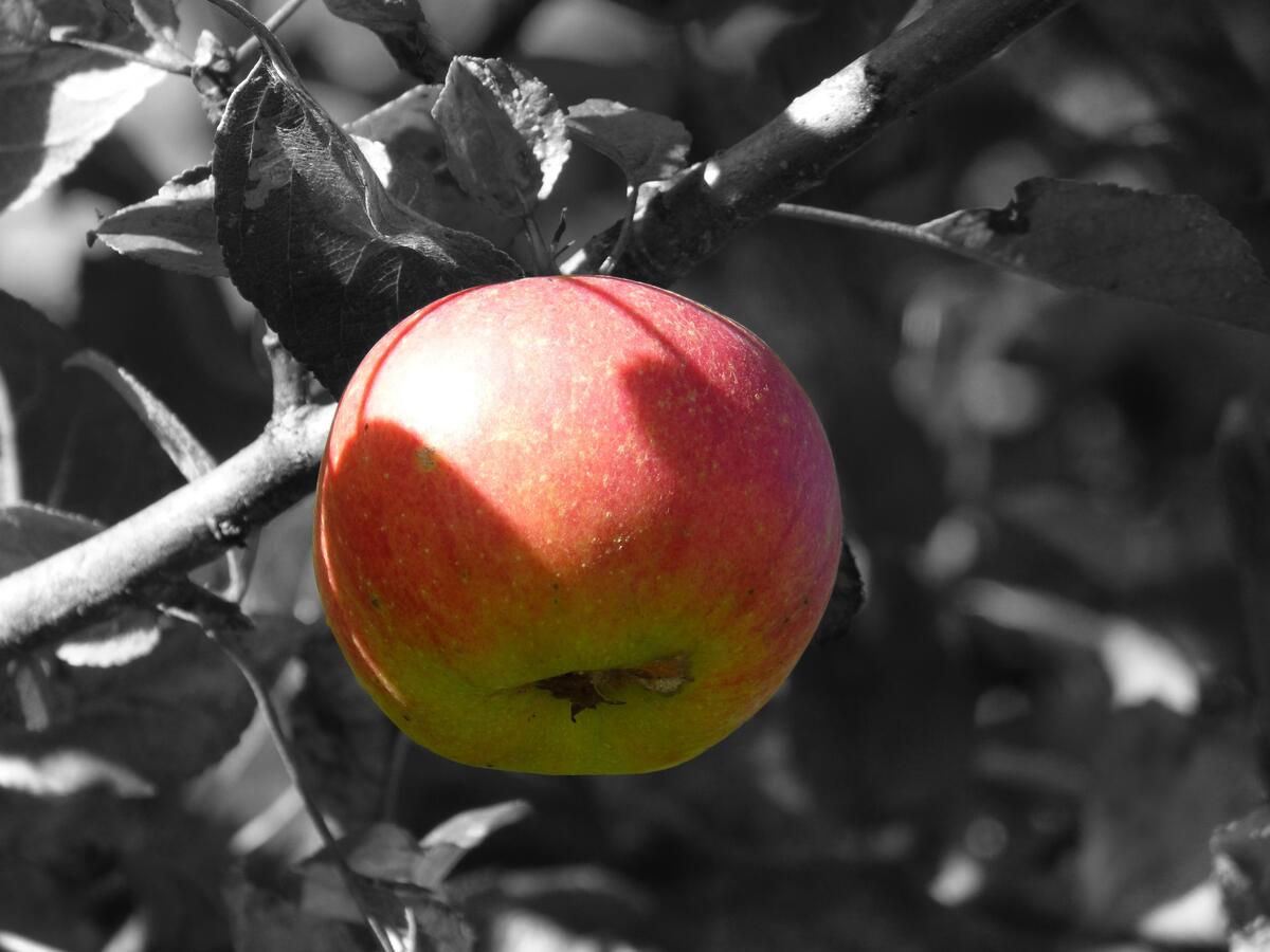 A ripe apple on a tree
