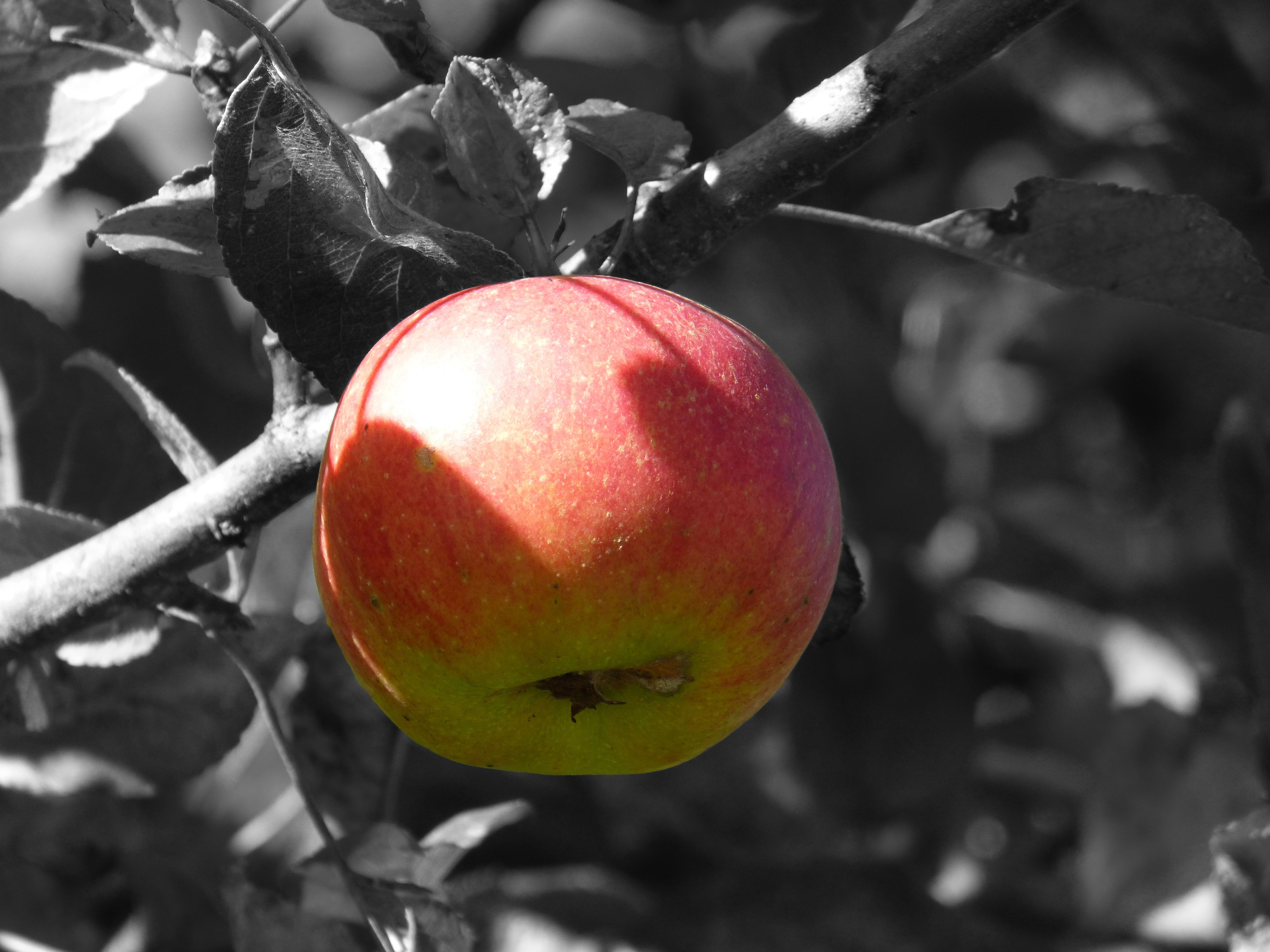 Free photo A ripe apple on a tree
