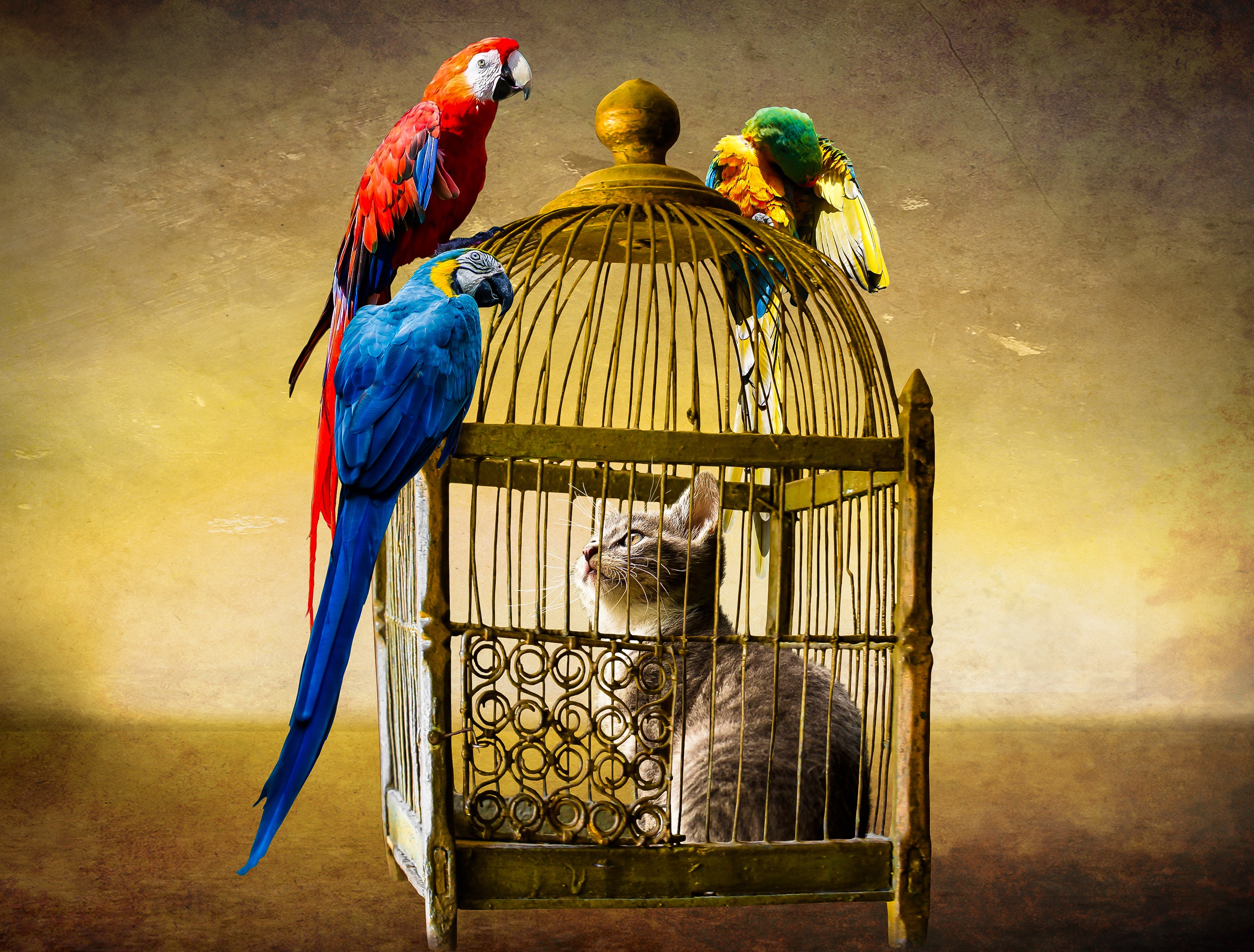 Wallpapers kitten parrots cage on the desktop