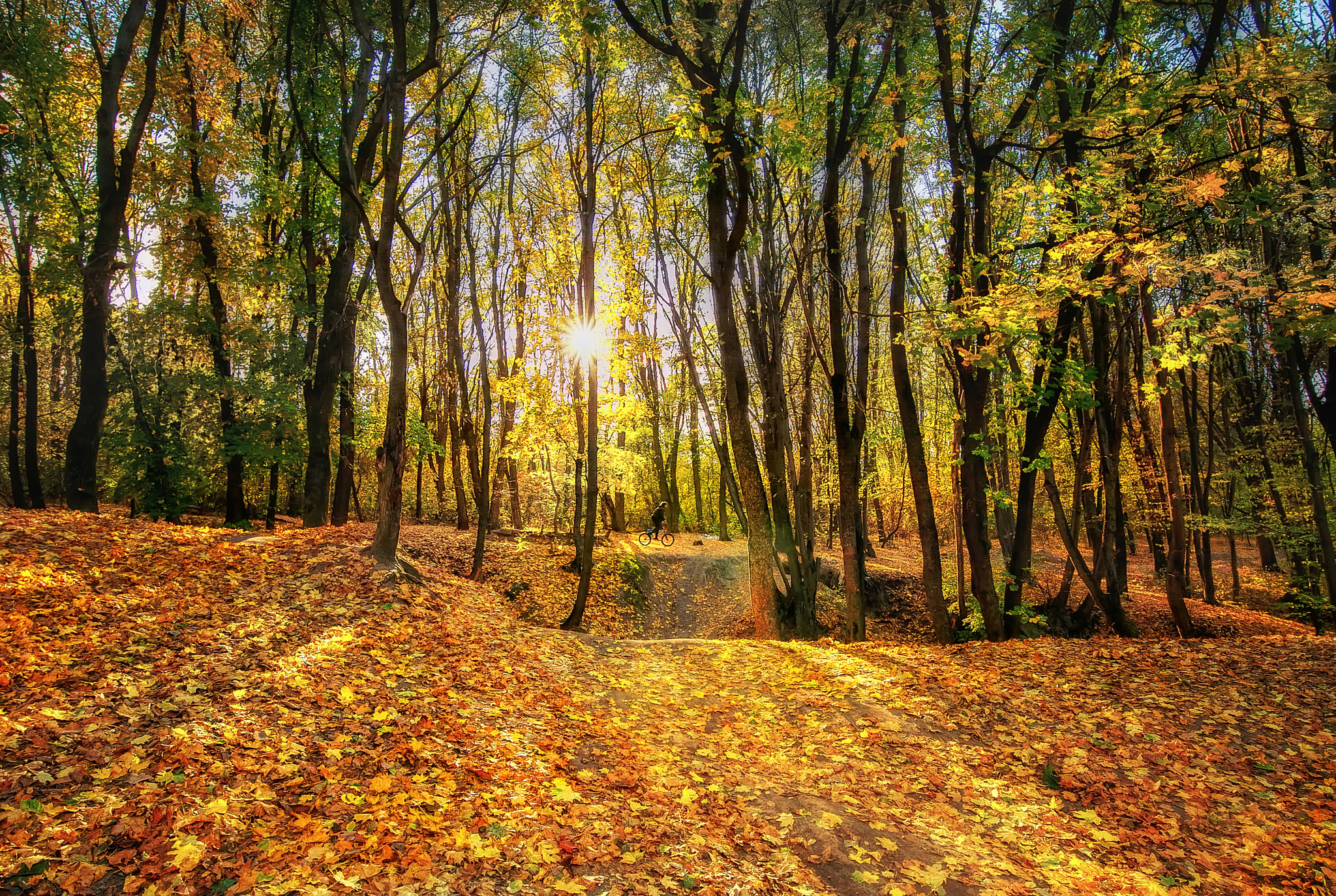 Фото осень, парк, лес онлайн бесплатно