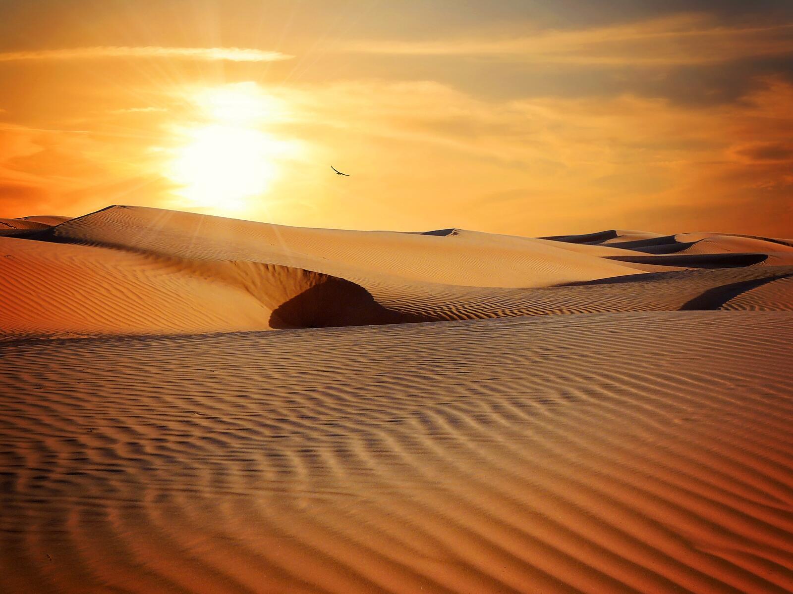 Wallpapers drought sun sand dunes on the desktop