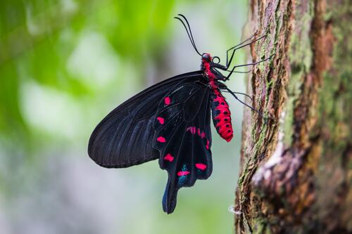 Розовая бабочка с черными крыльями