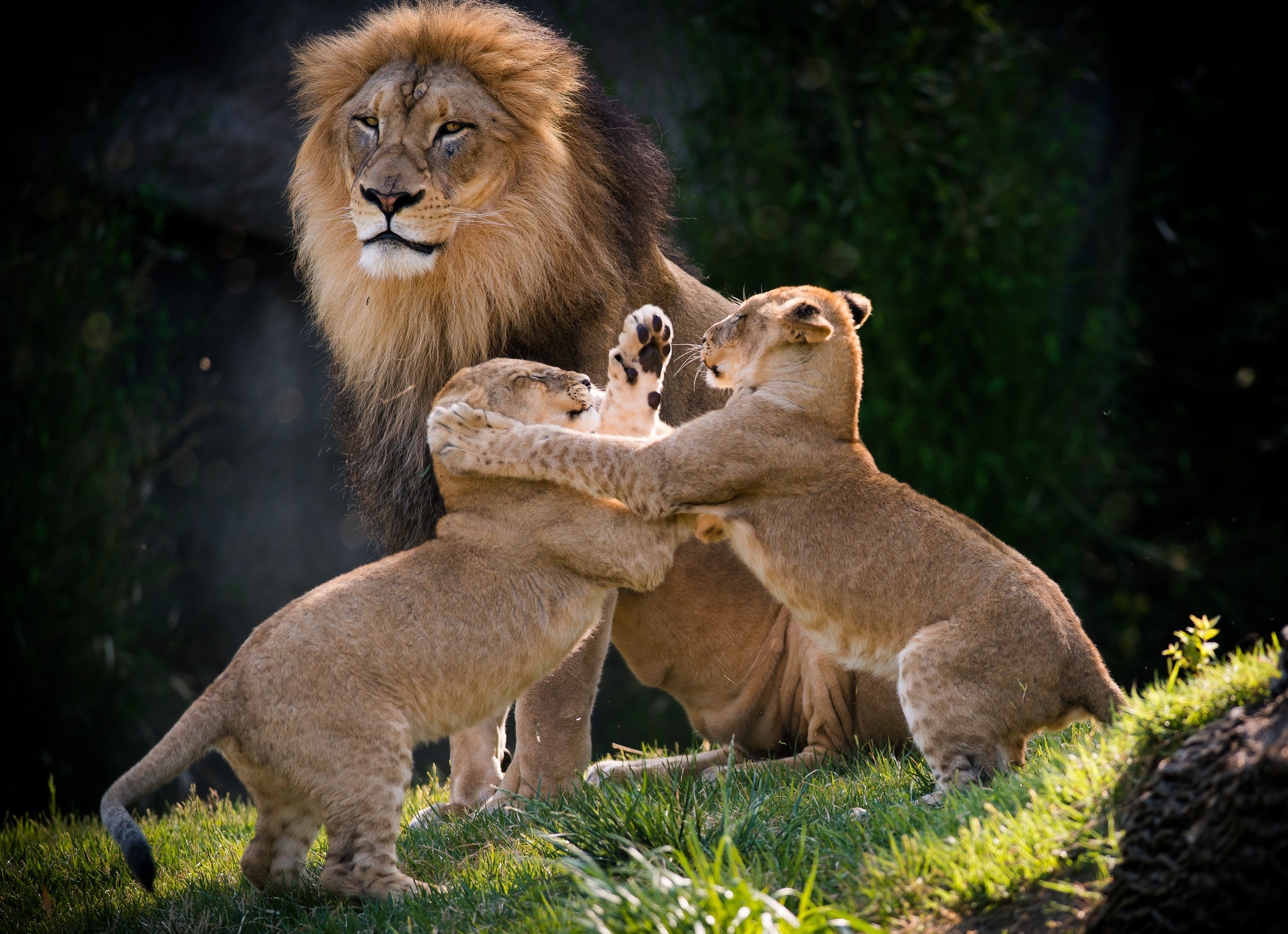 Обои обои семья льва озорной хищник на рабочий стол
