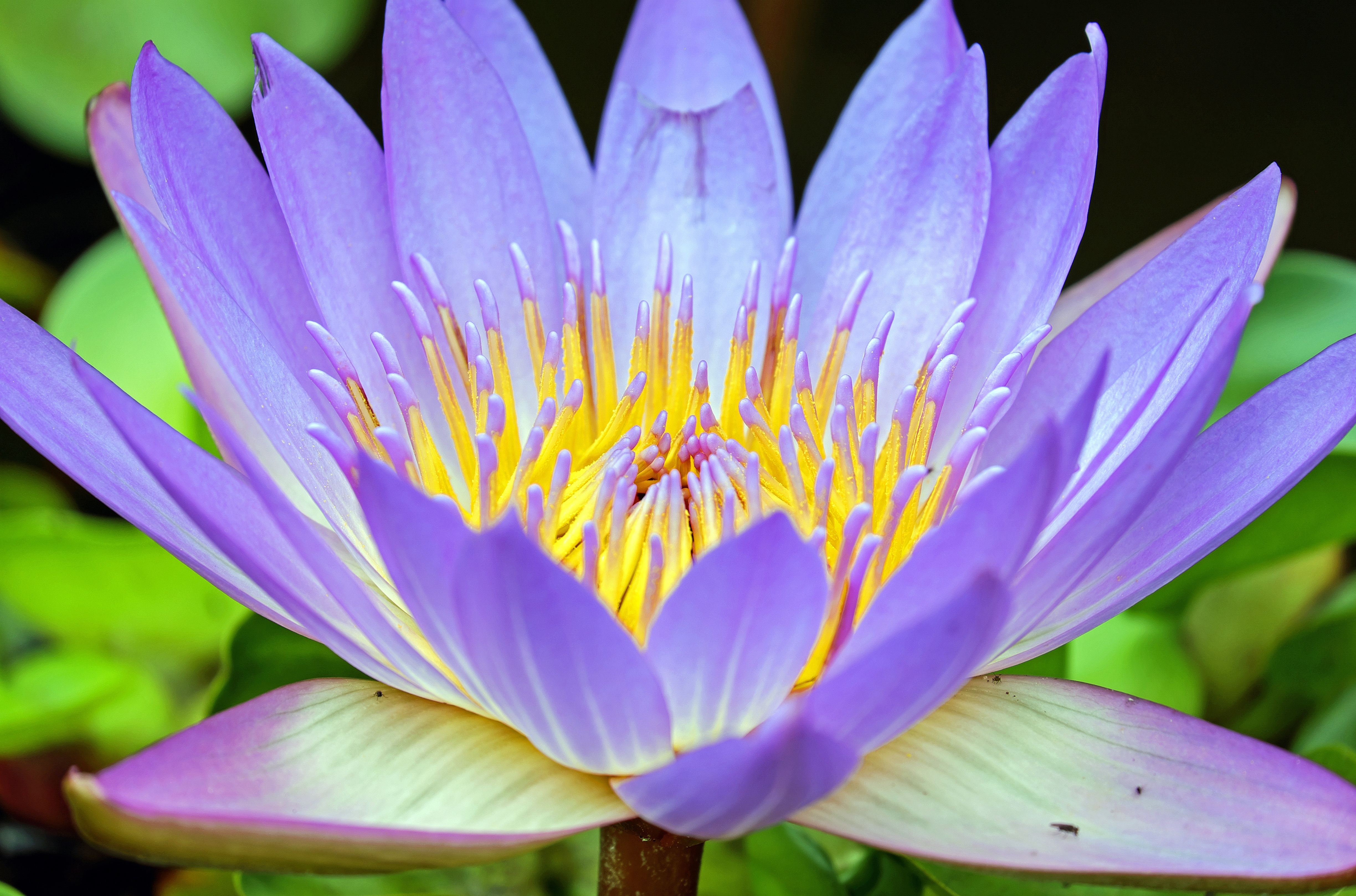 Фото цветы цветок священный лотус - бесплатные картинки на Fonwall
