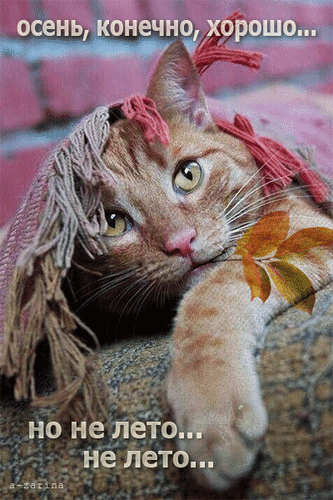 Postcard card cat autumn animation - free greetings on Fonwall