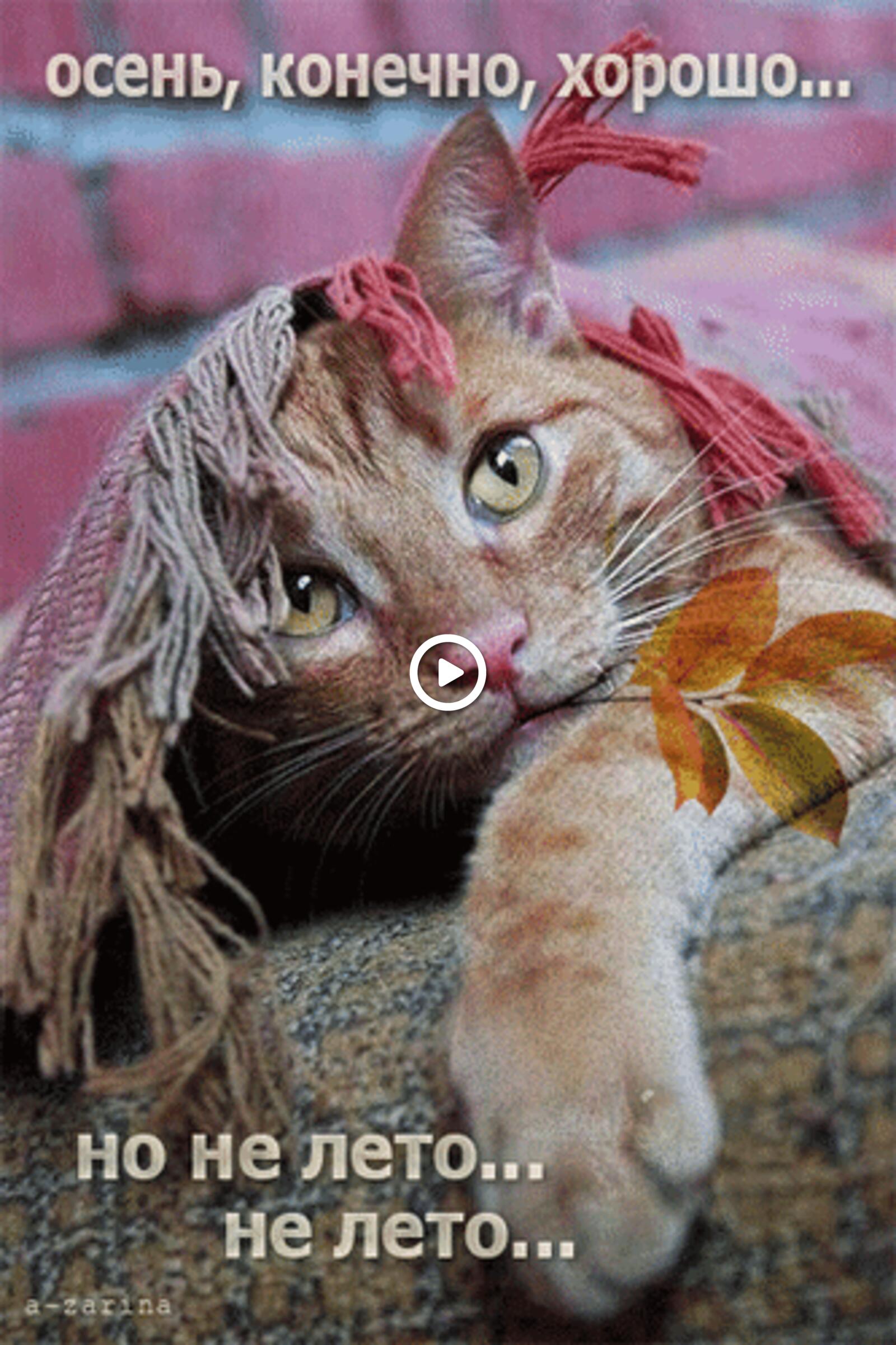 一张以猫 秋季 动画为主题的明信片