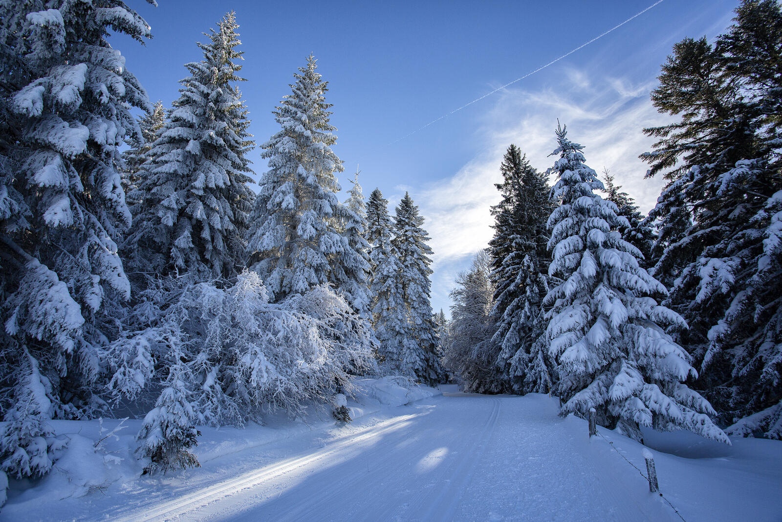 Обои зима снег на елках Финляндия на рабочий стол