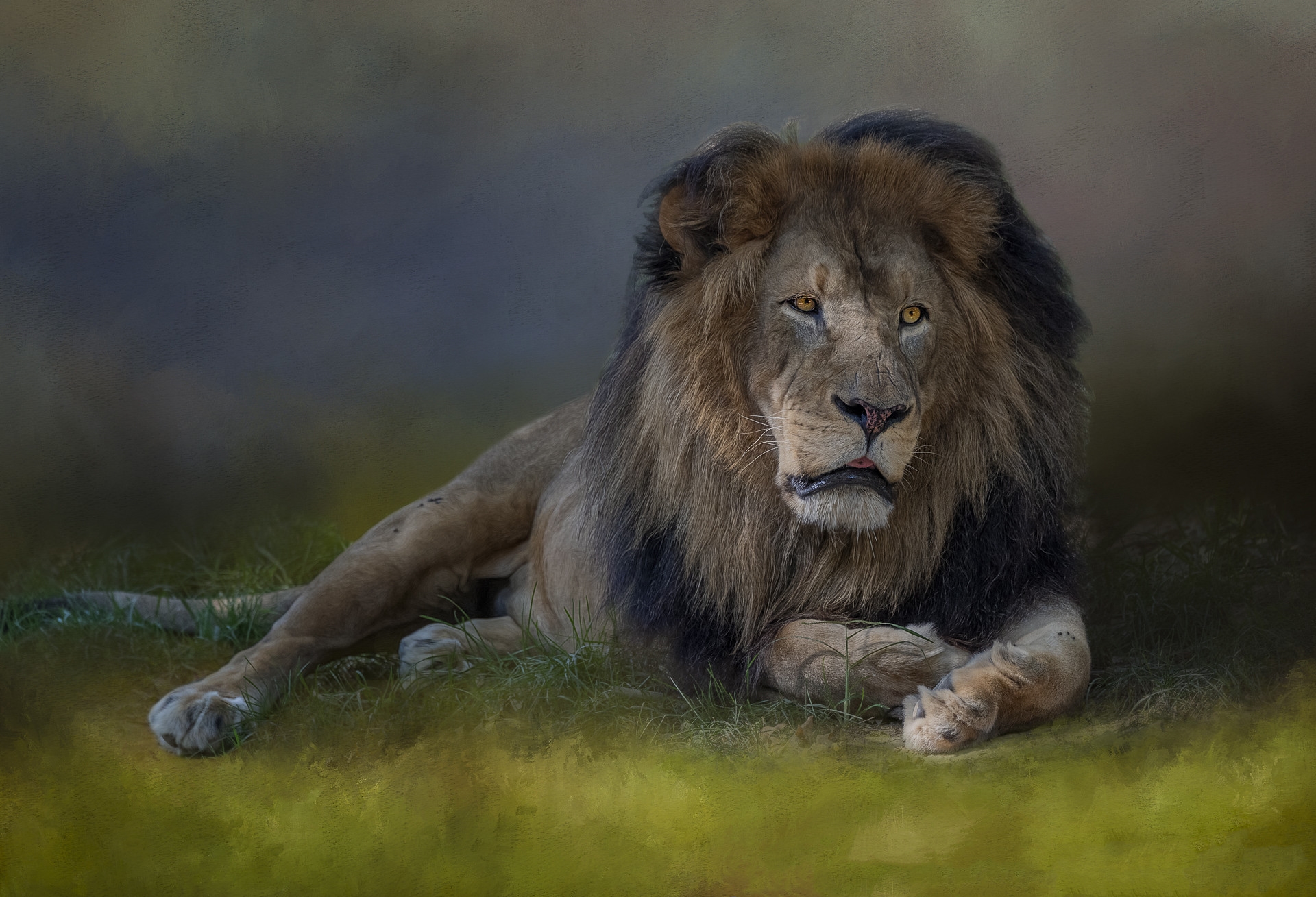 Photo free sad lion, predator, animal