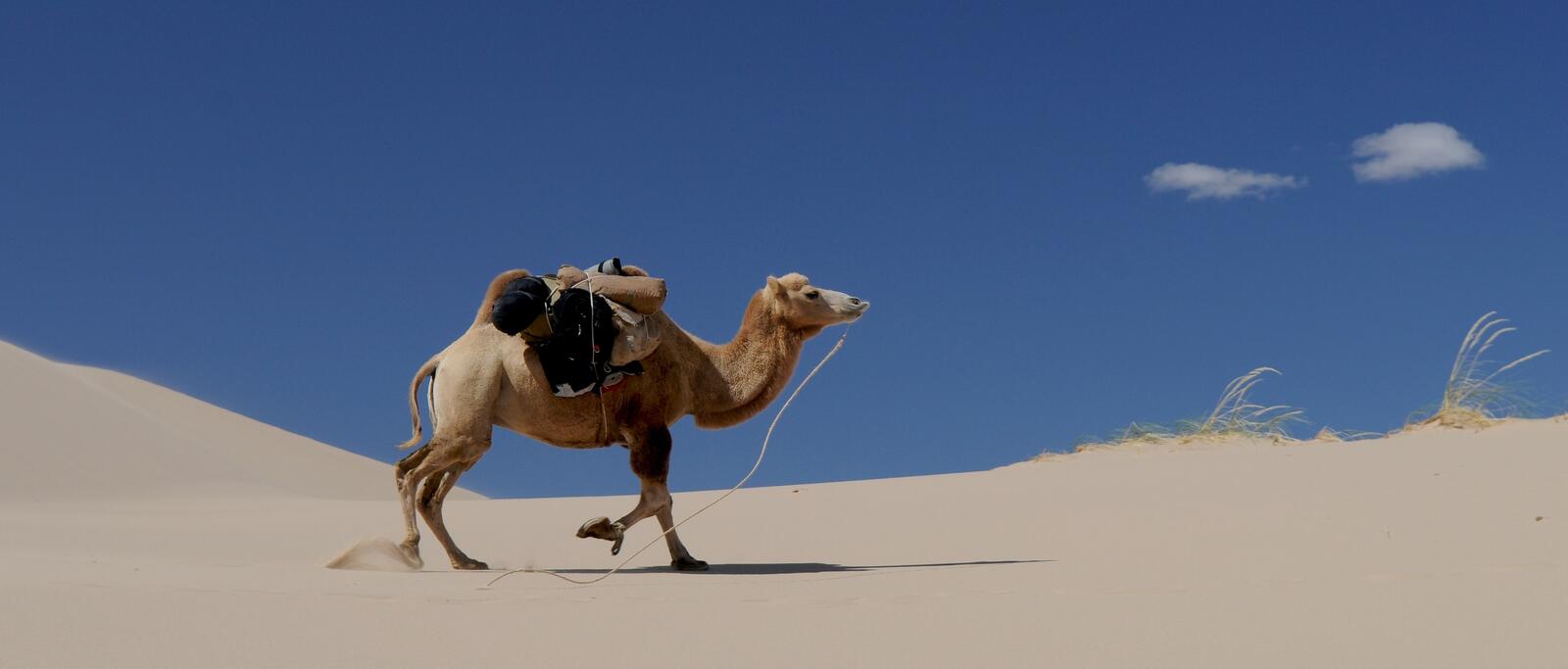 Wallpapers arabian camel mammal sand on the desktop