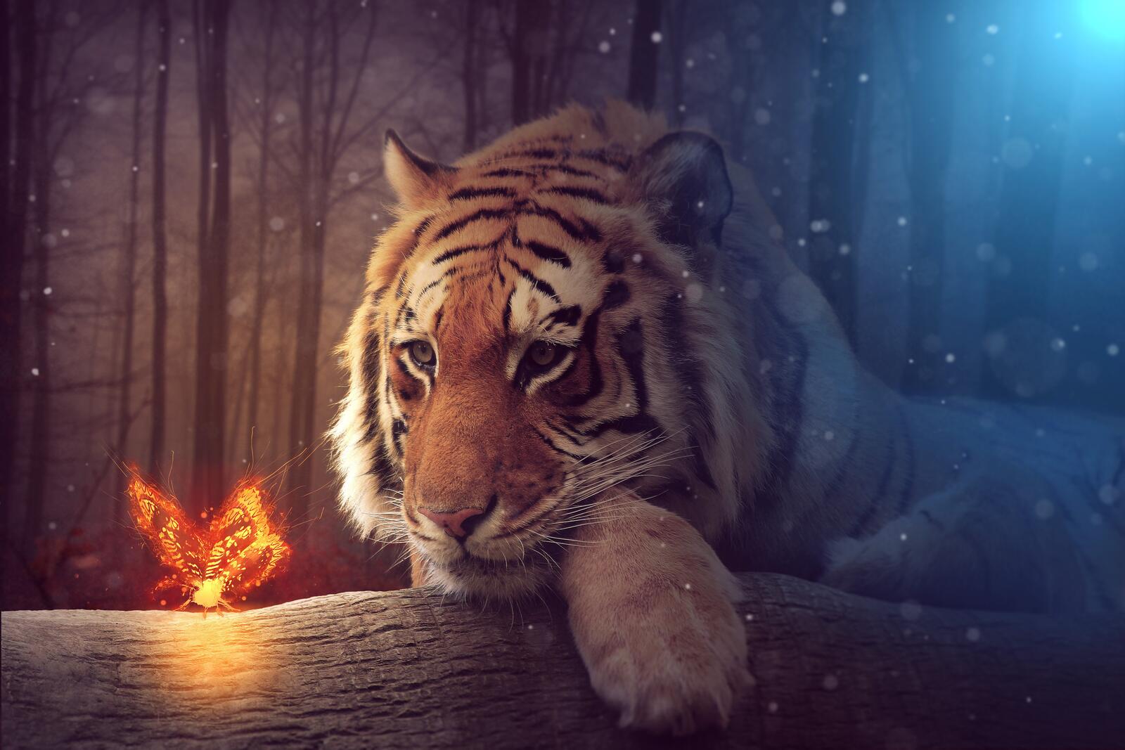 Wallpapers tiger butterfly fire on the desktop