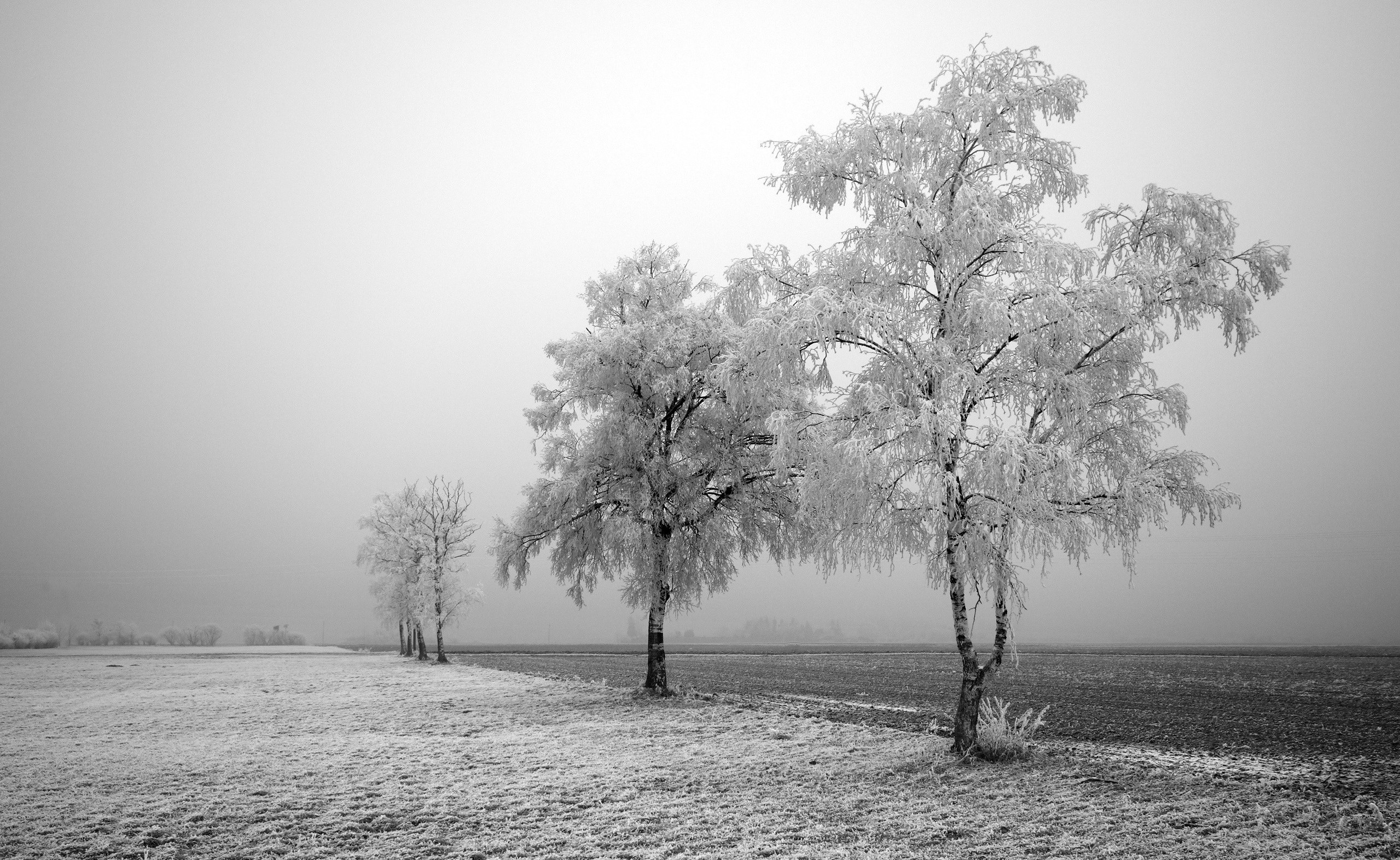 Фото бесплатно деревья, пейзаж, белый
