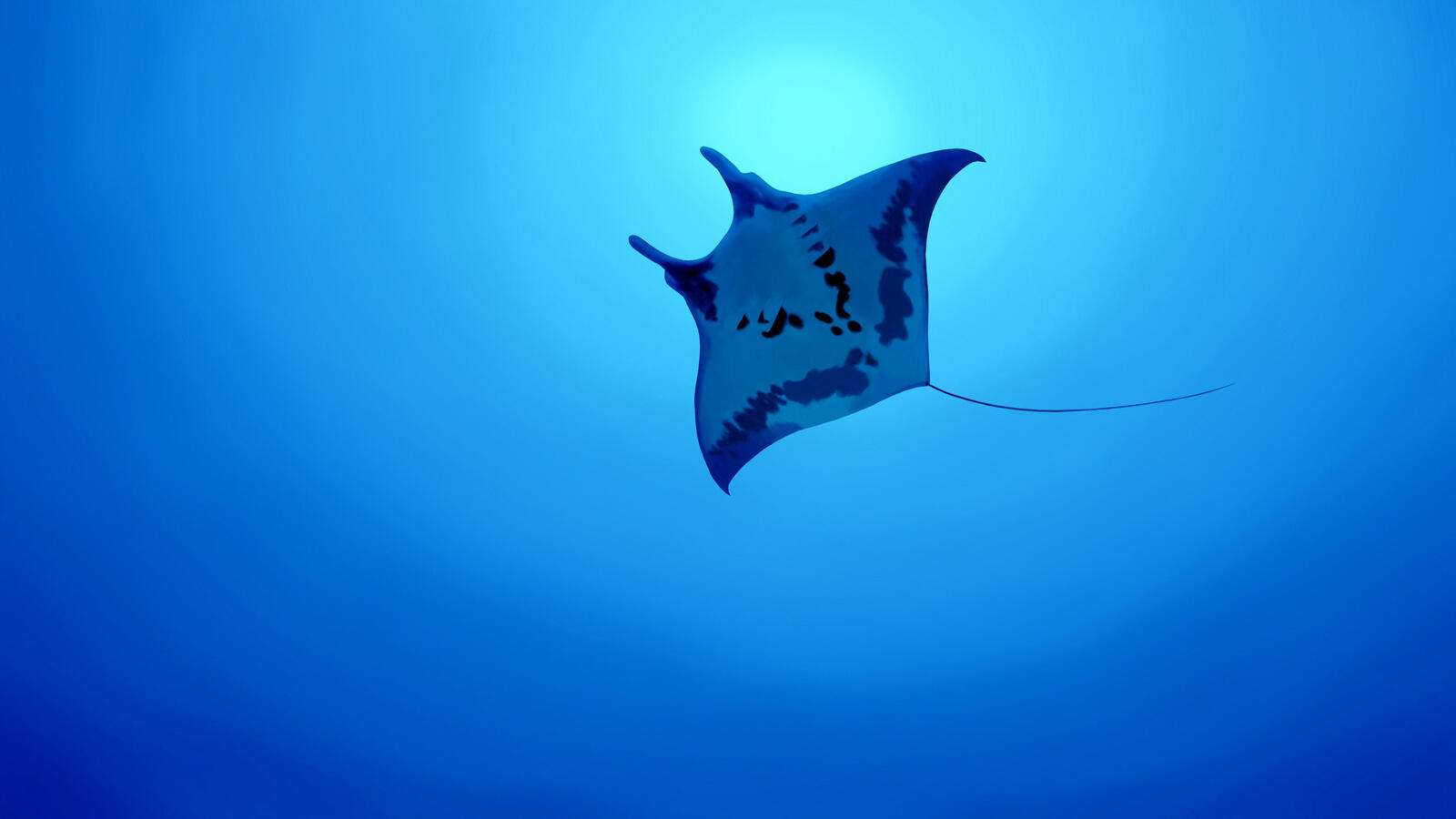 Wallpapers creature manta ray sea on the desktop