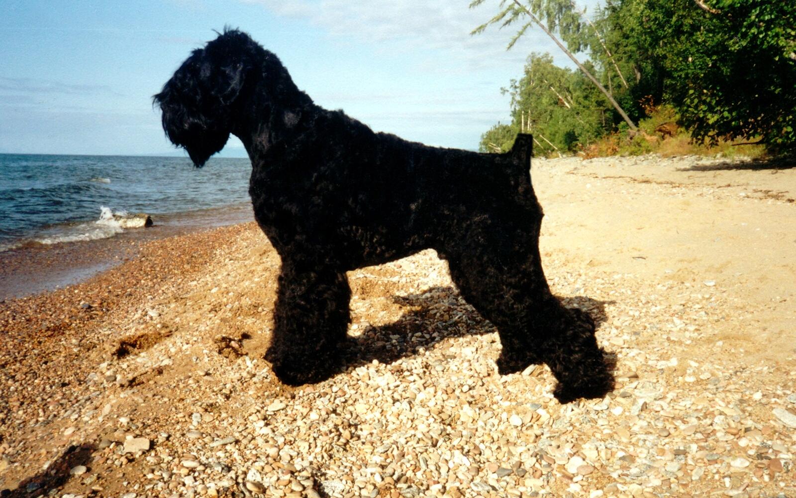 Обои чёрный пёс пляж лето на рабочий стол