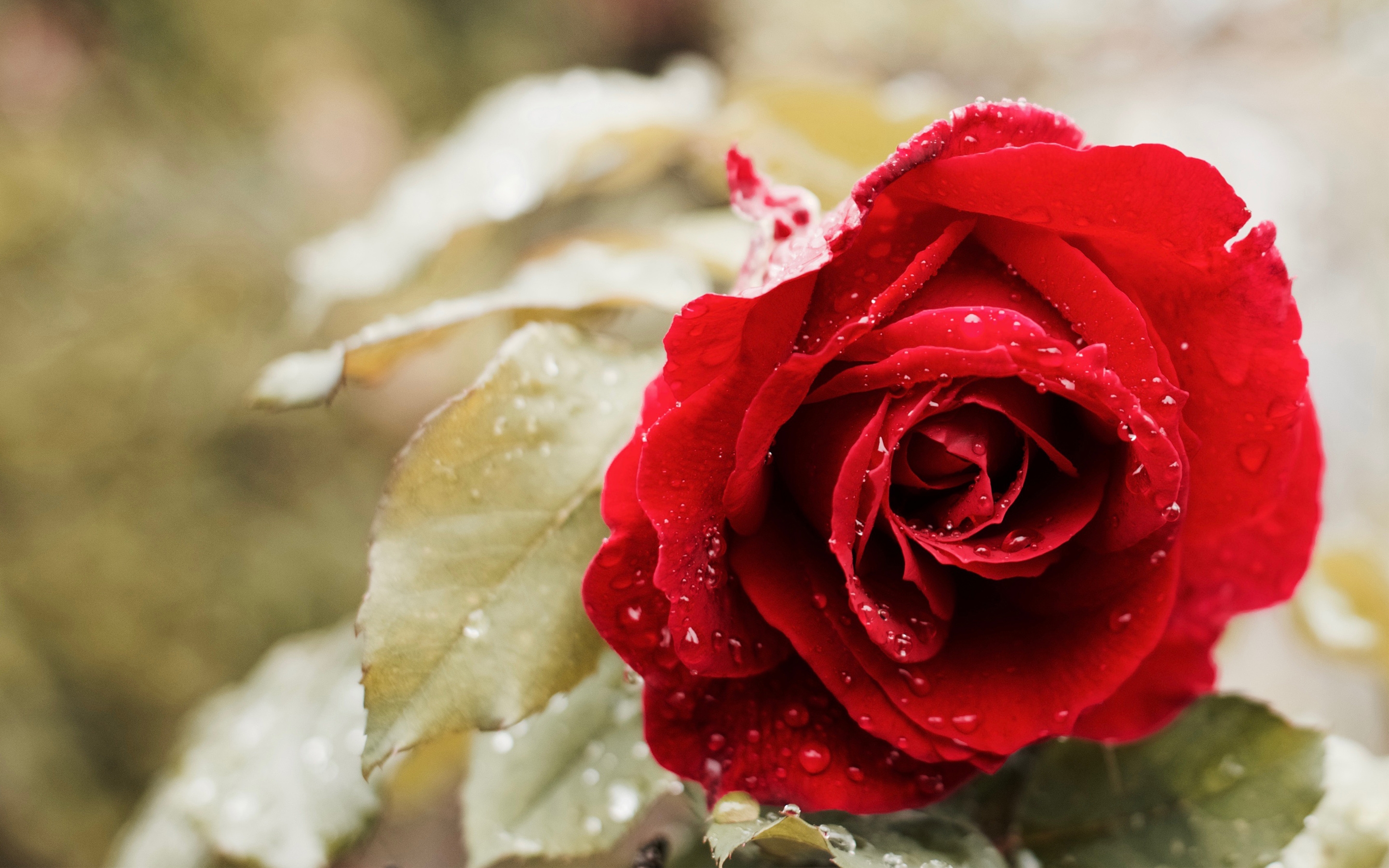 免费照片一朵红玫瑰躺在雨中