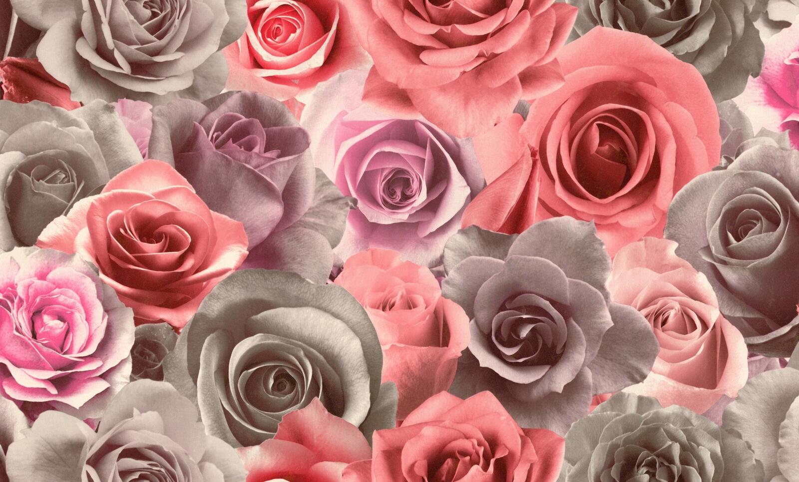 桌面上的壁纸玫瑰 画 艺术品