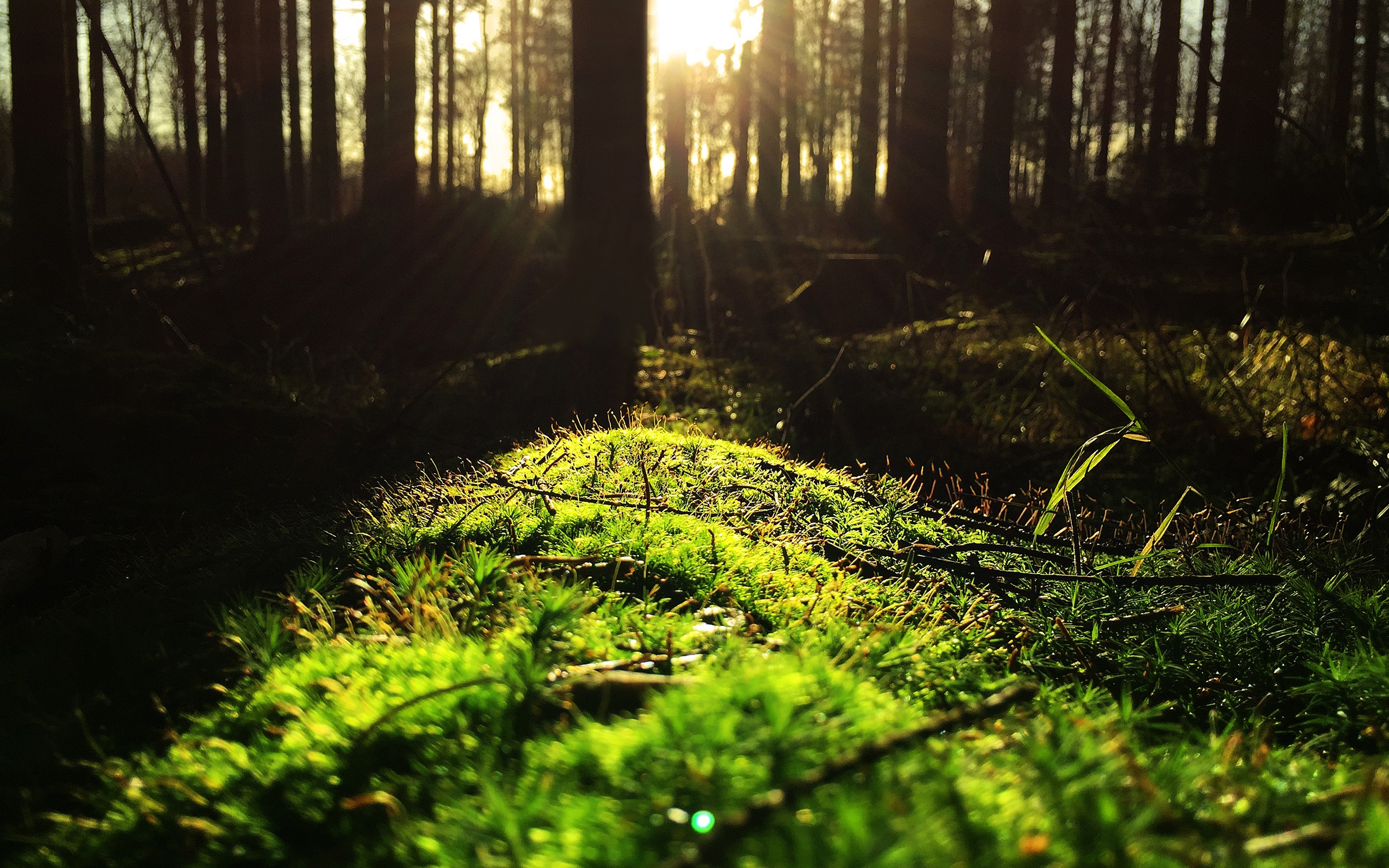 免费照片第一缕阳光洒在绿色的苔藓上。