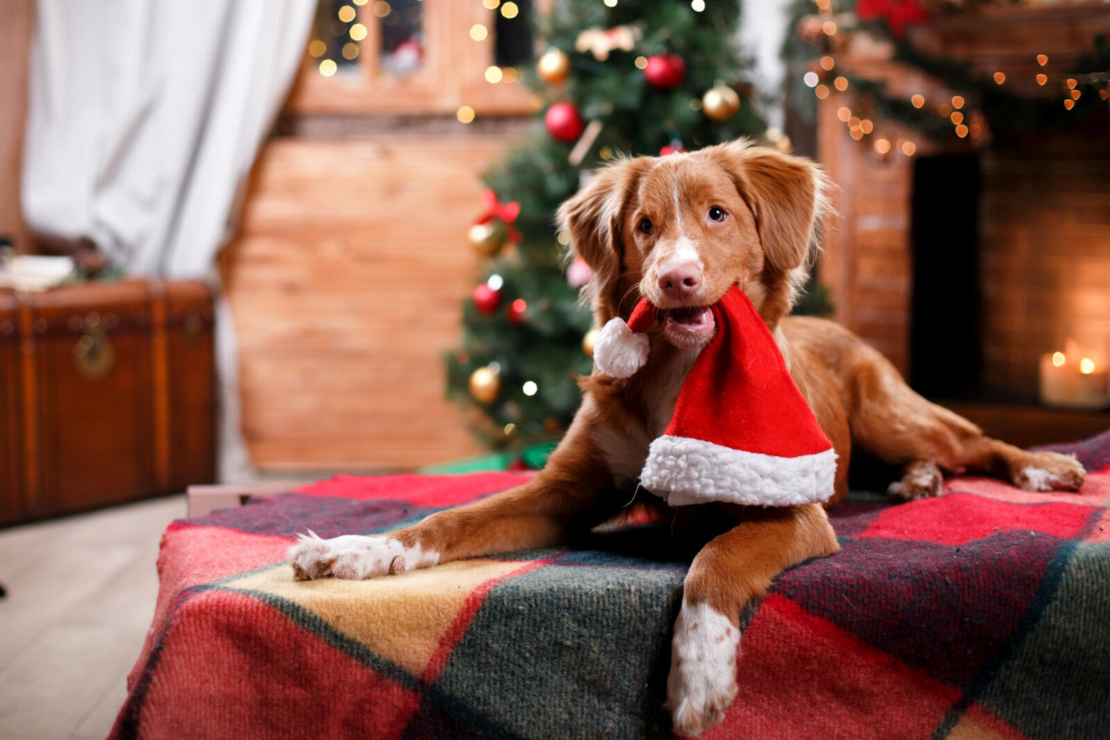 免费照片在装饰一新的圣诞树背景下，一只小狗牙齿上咬着一顶新年帽