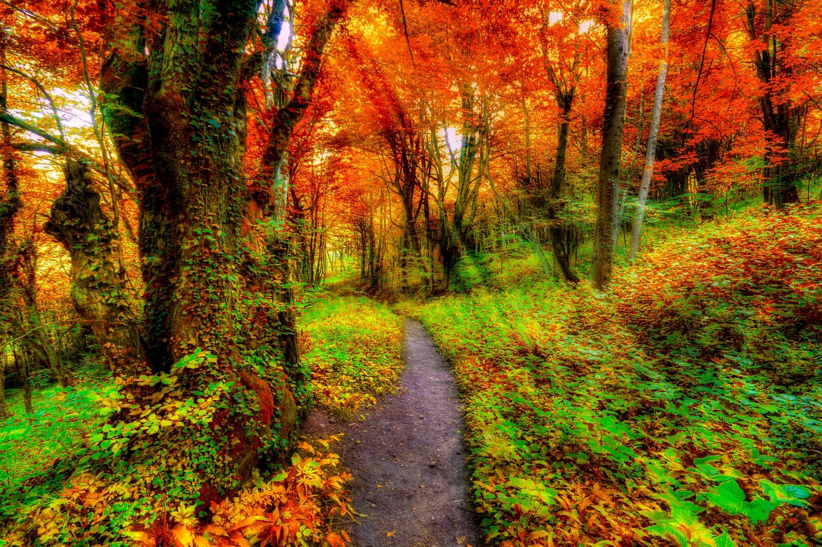 Wallpapers path nature autumn colors on the desktop