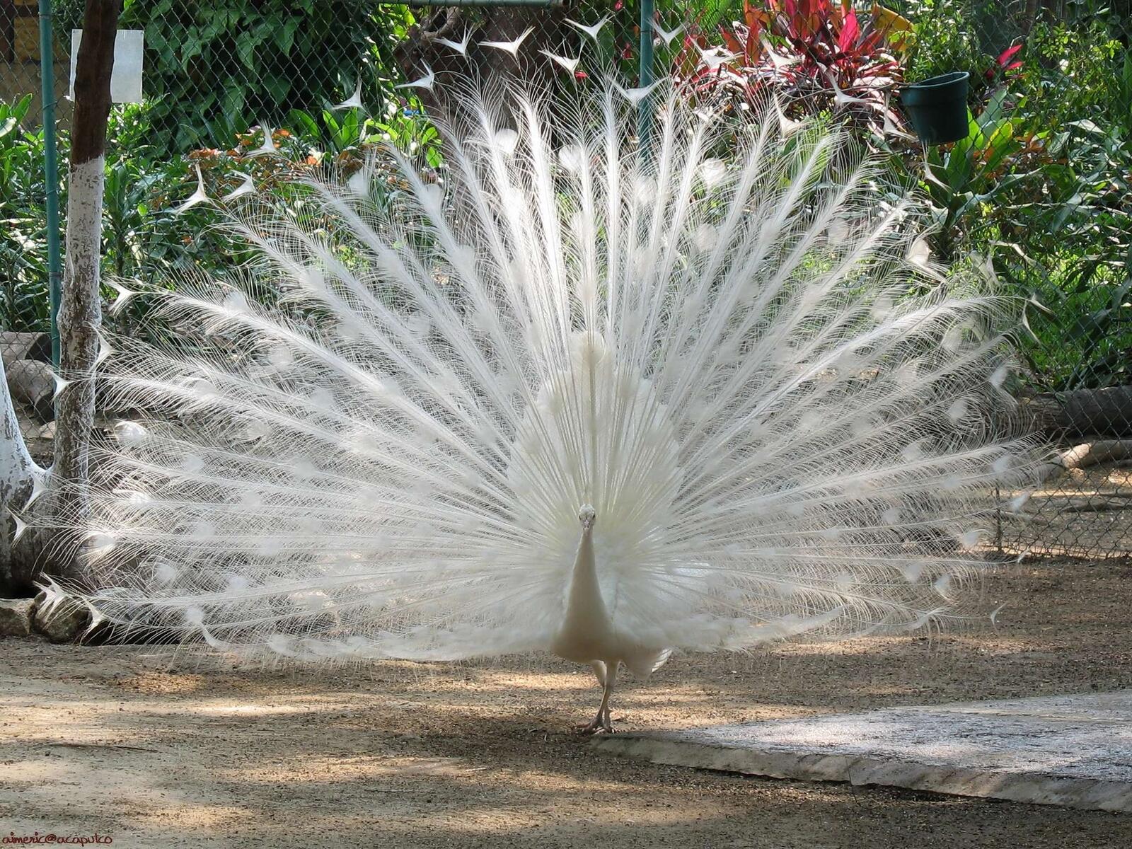 Wallpapers peacock white standing on the desktop