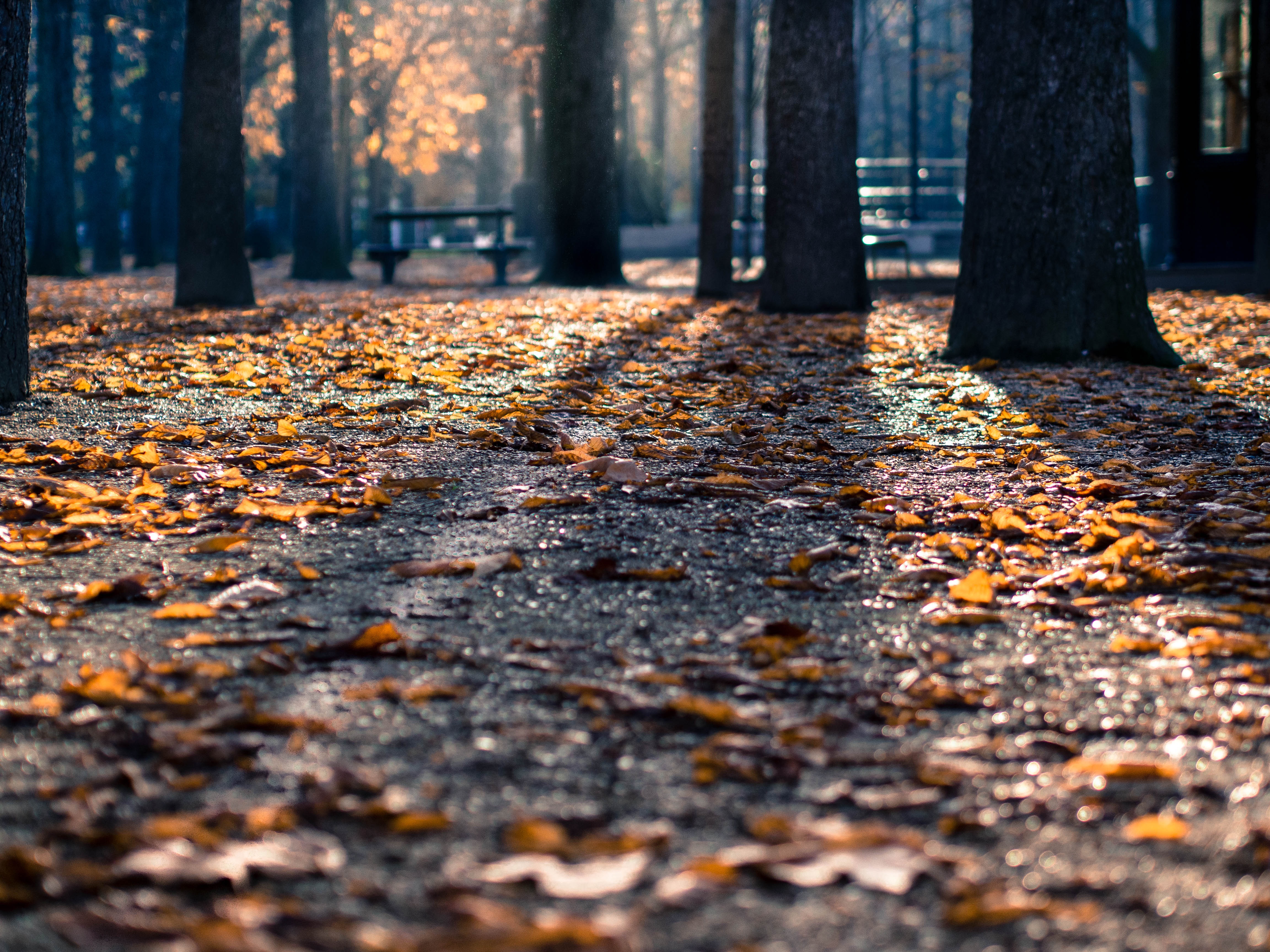 Бесплатное фото Осень в парке
