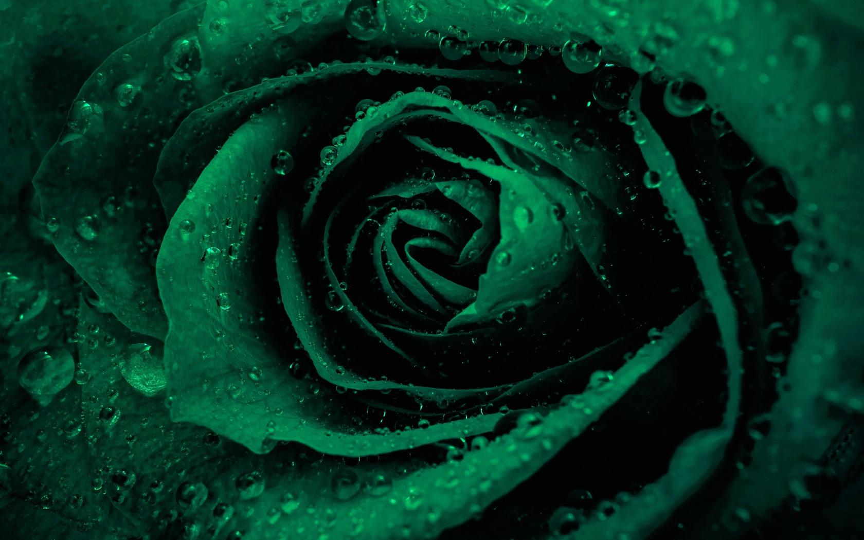 Обои роза зеленая капли на рабочий стол