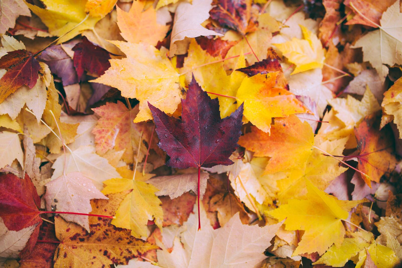 Бесплатное фото Осенние листья клена