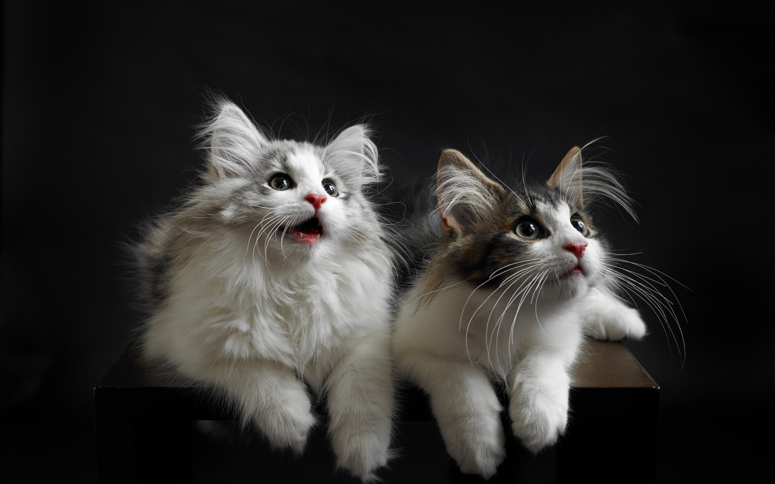 Wallpapers fluffy cute cats dog-like behaviour on the desktop