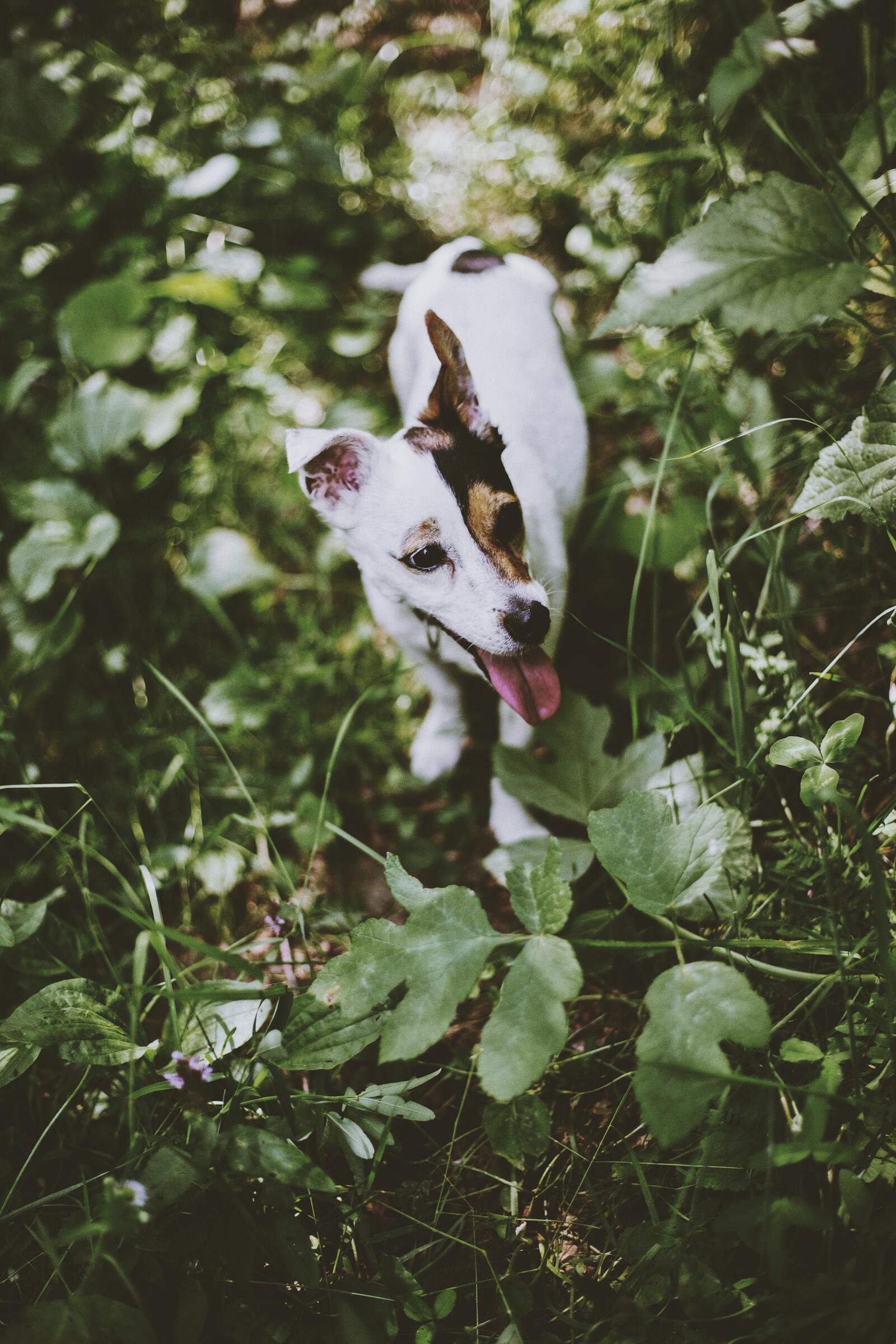 Free photo Russell Terrier